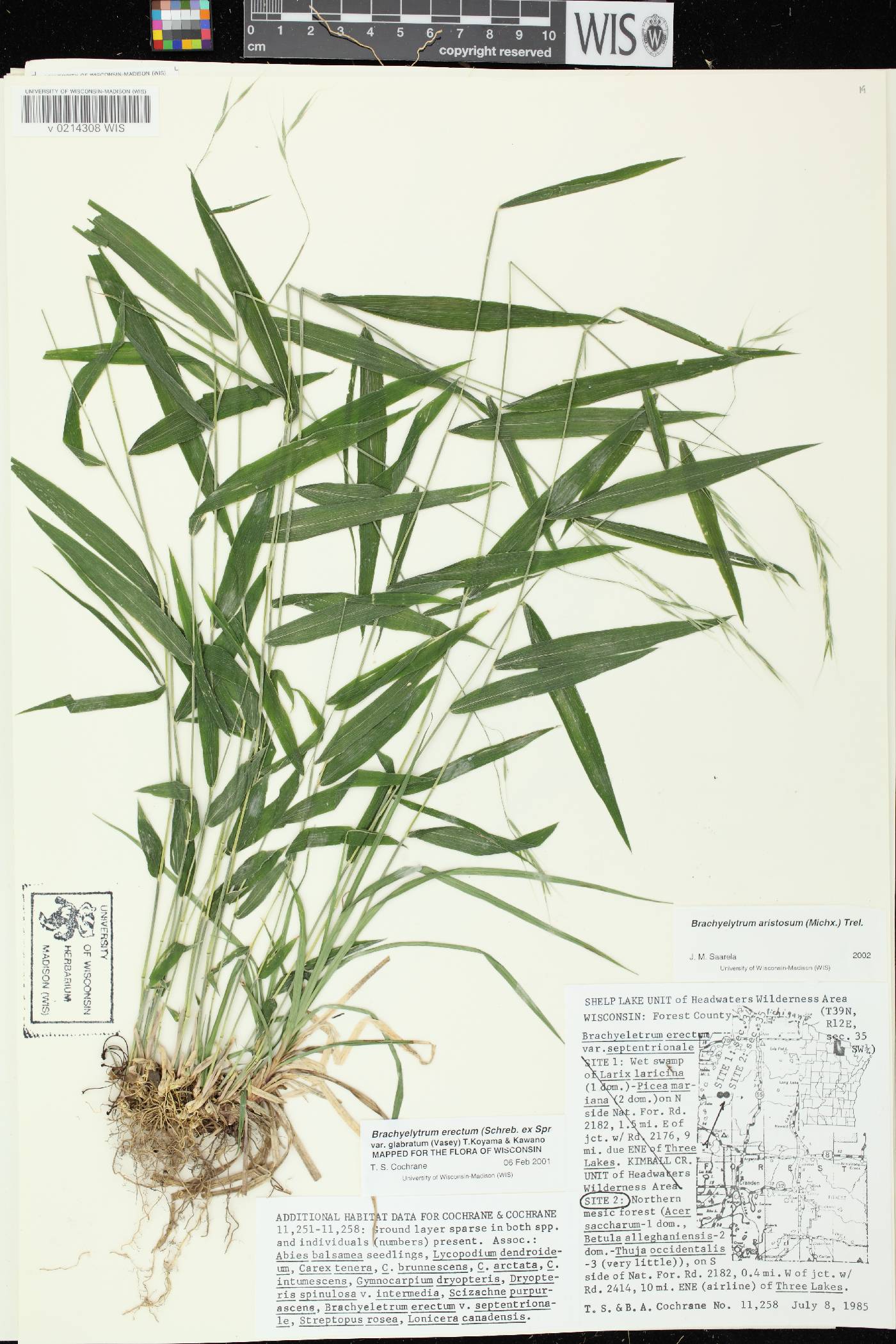 Brachyelytrum aristosum image