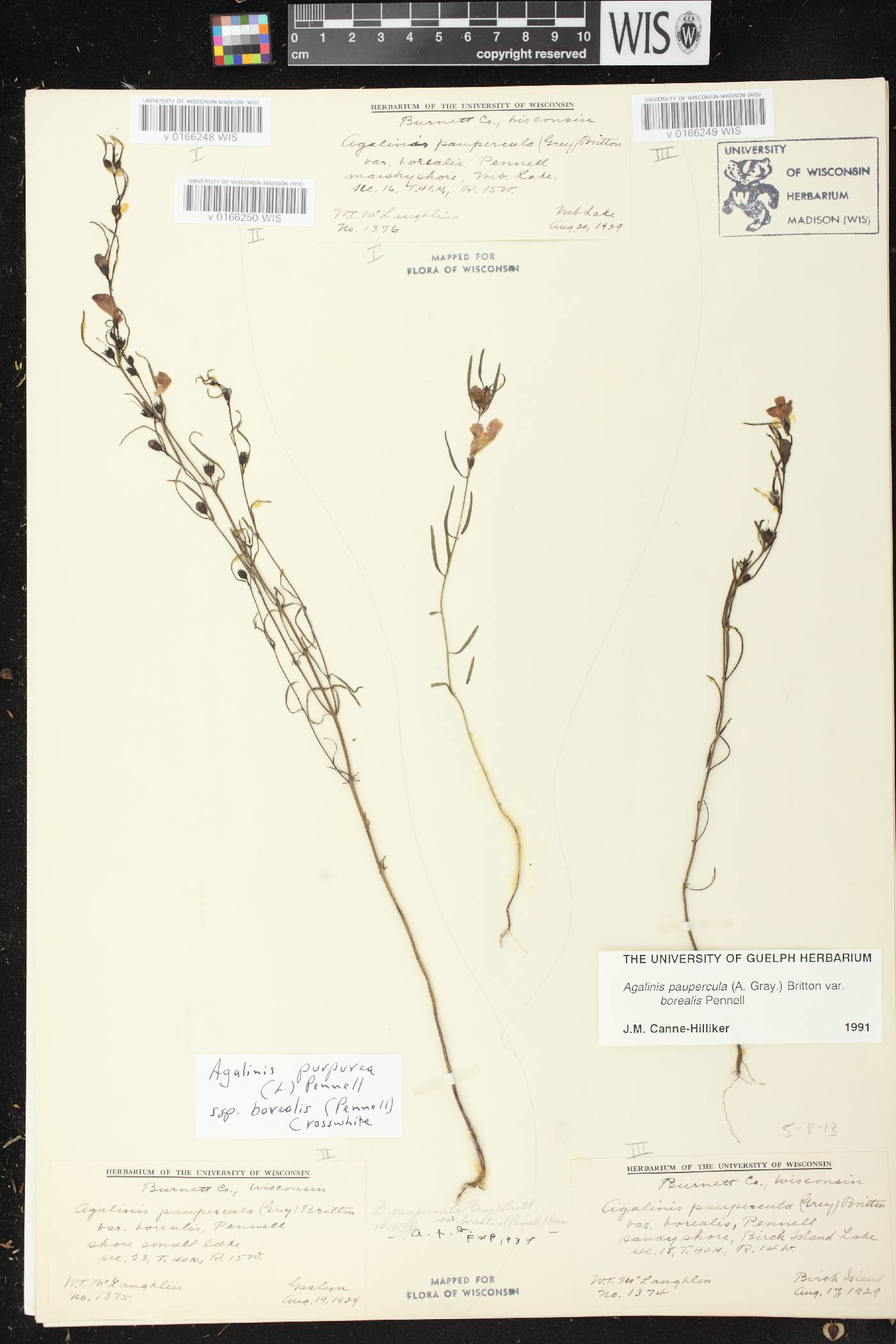 Agalinis paupercula var. borealis image