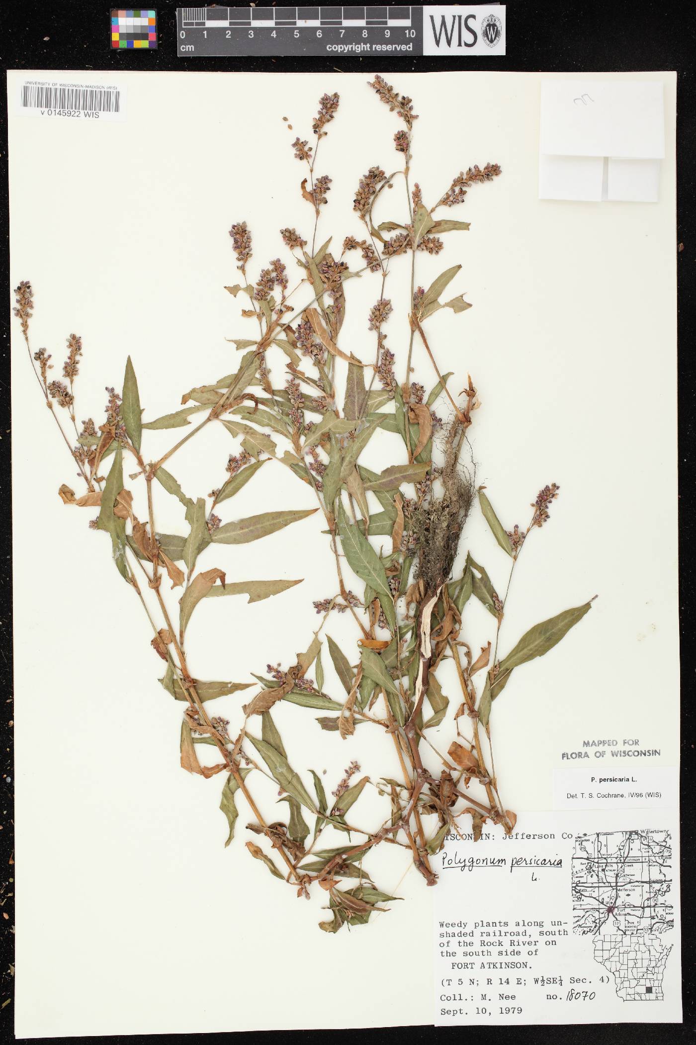 Persicaria maculosa image