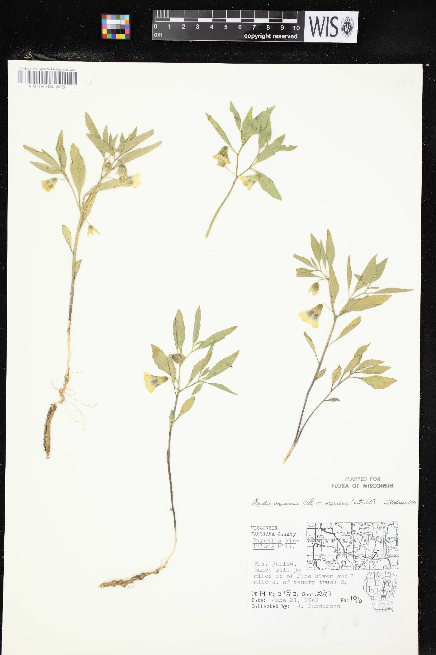 Physalis virginiana var. virginiana image