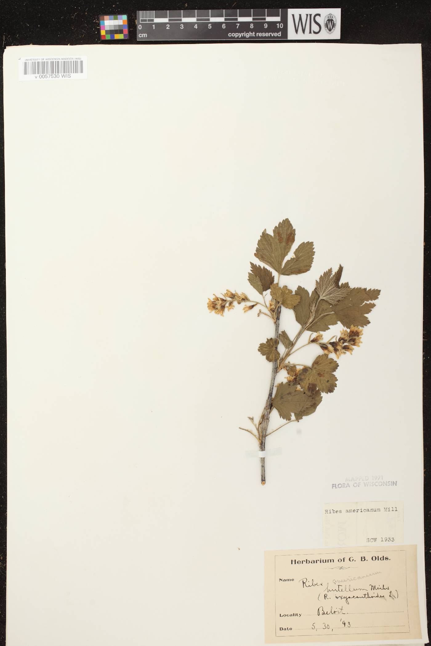 Ribes americanum image