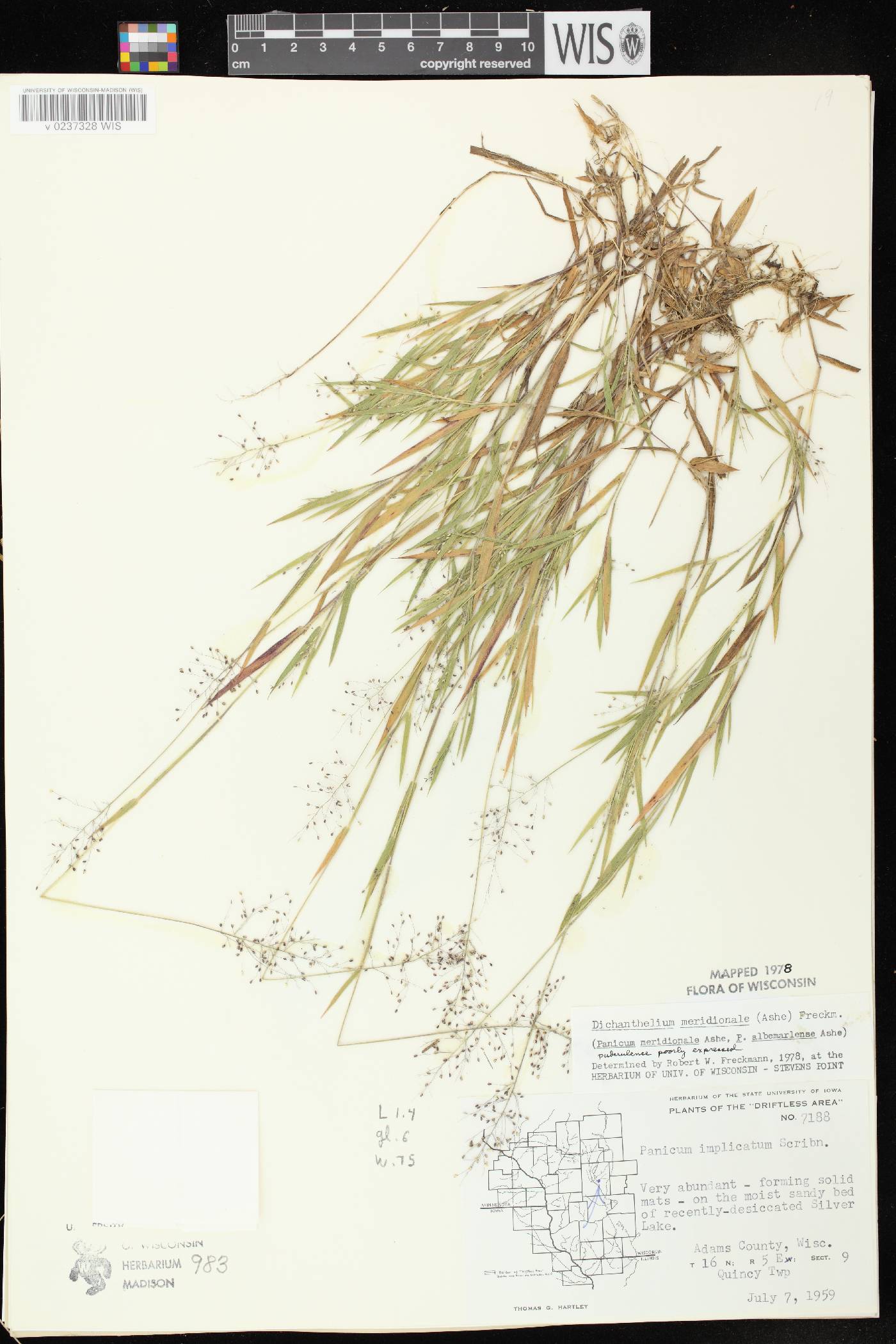 Dichanthelium meridionale image