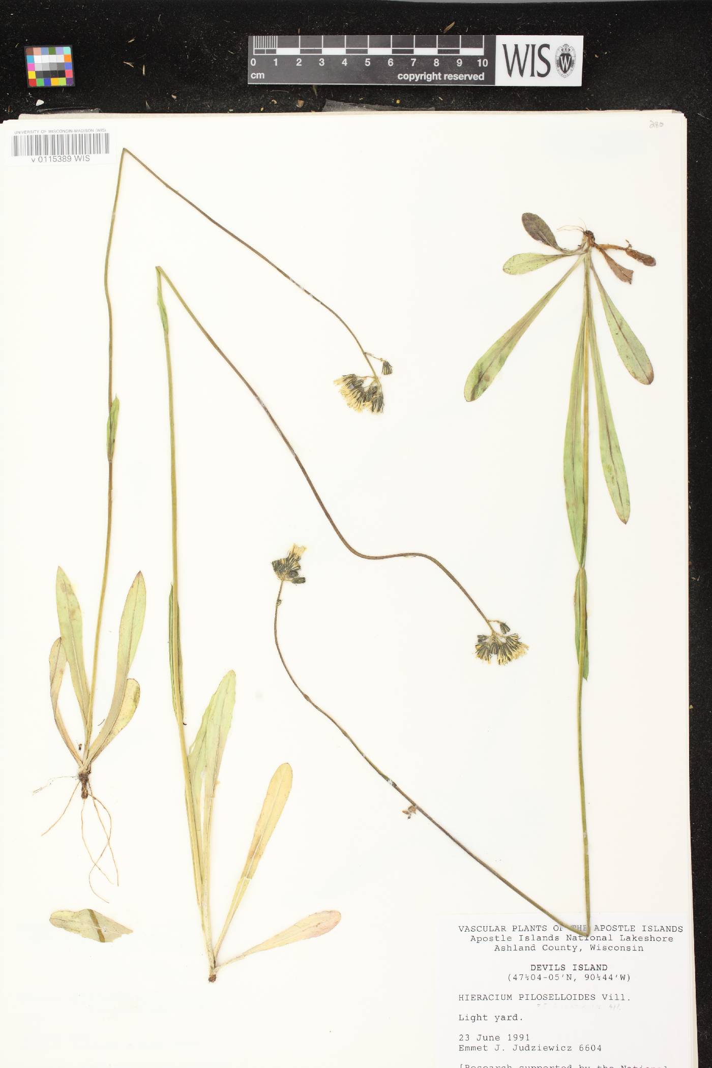 Hieracium piloselloides image