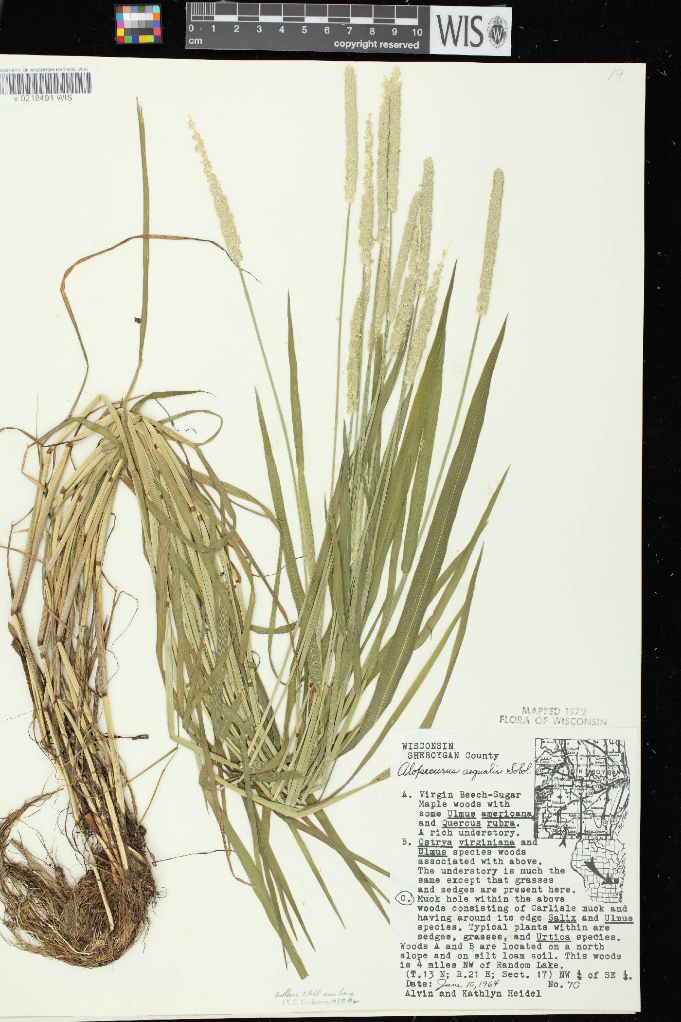 Alopecurus aequalis image