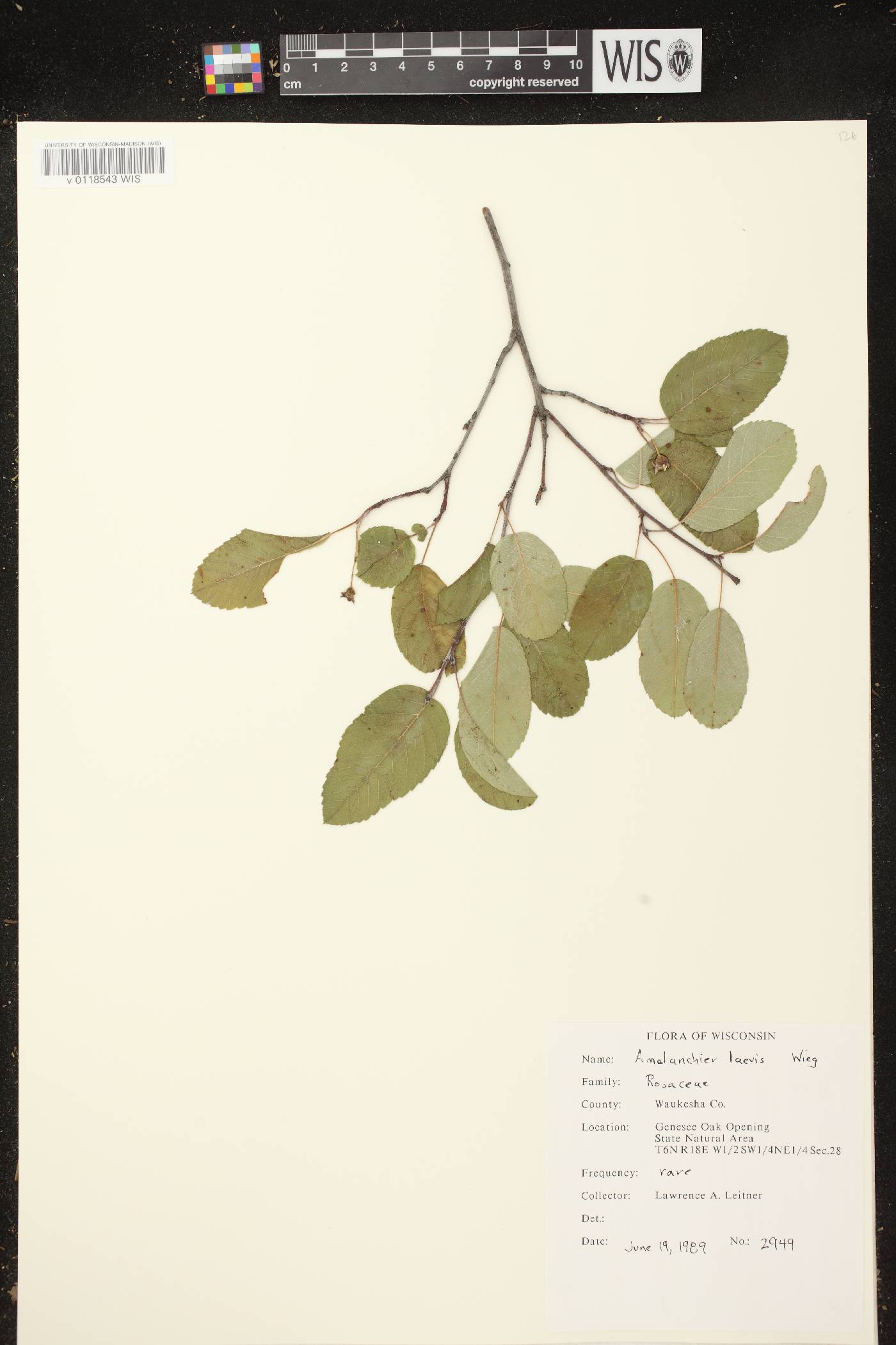 Amelanchier laevis image