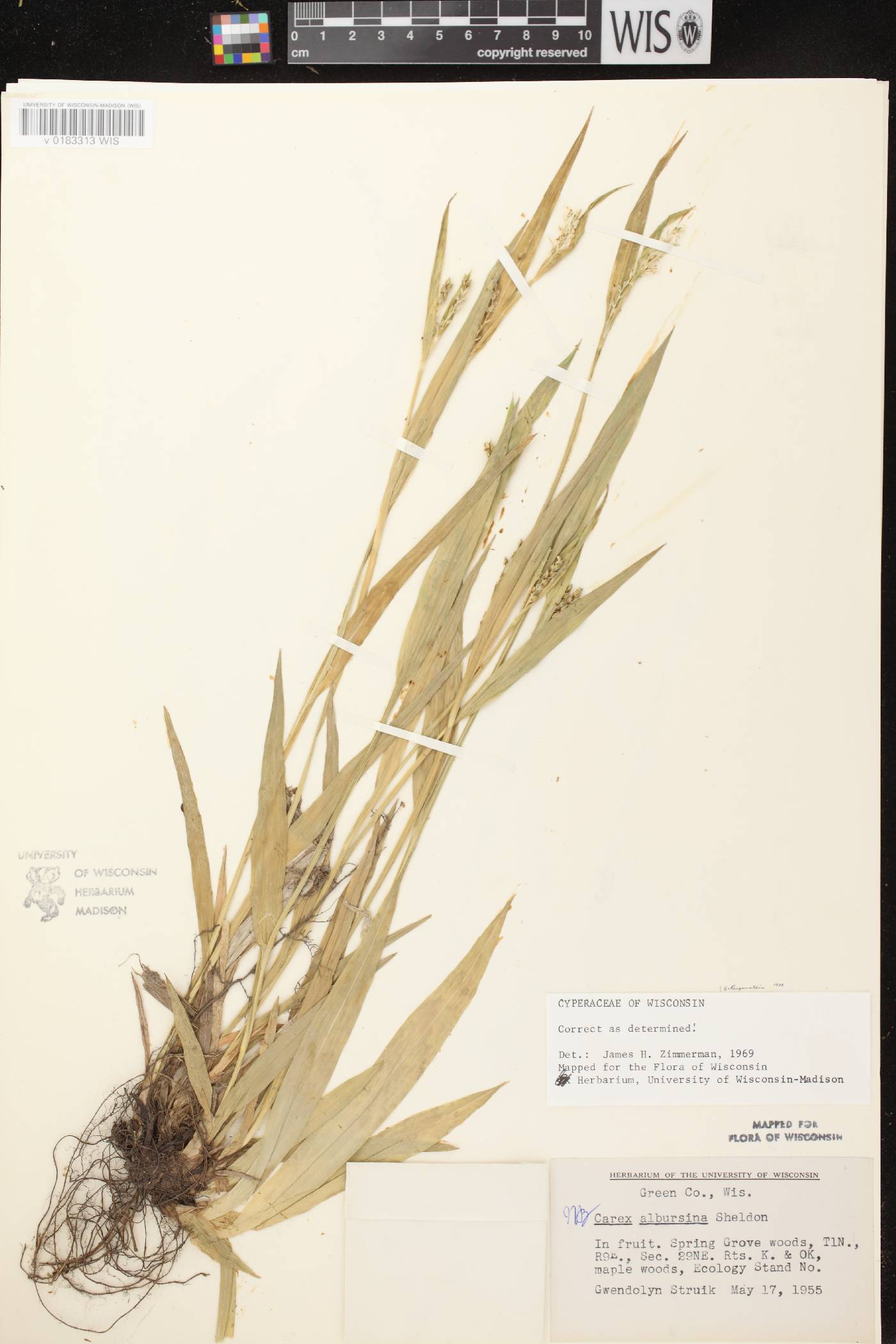 Carex albursina image
