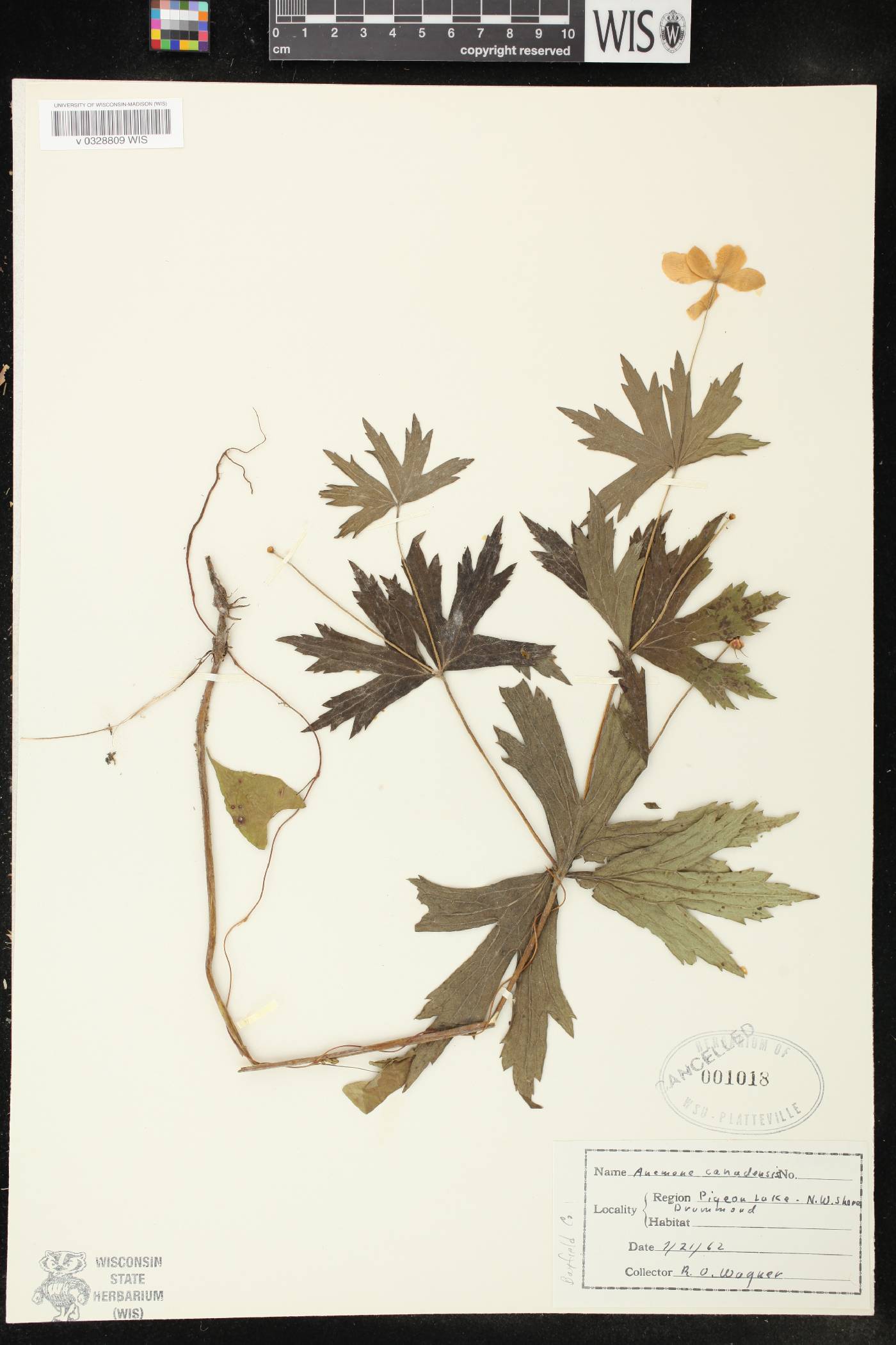 Anemone canadensis image