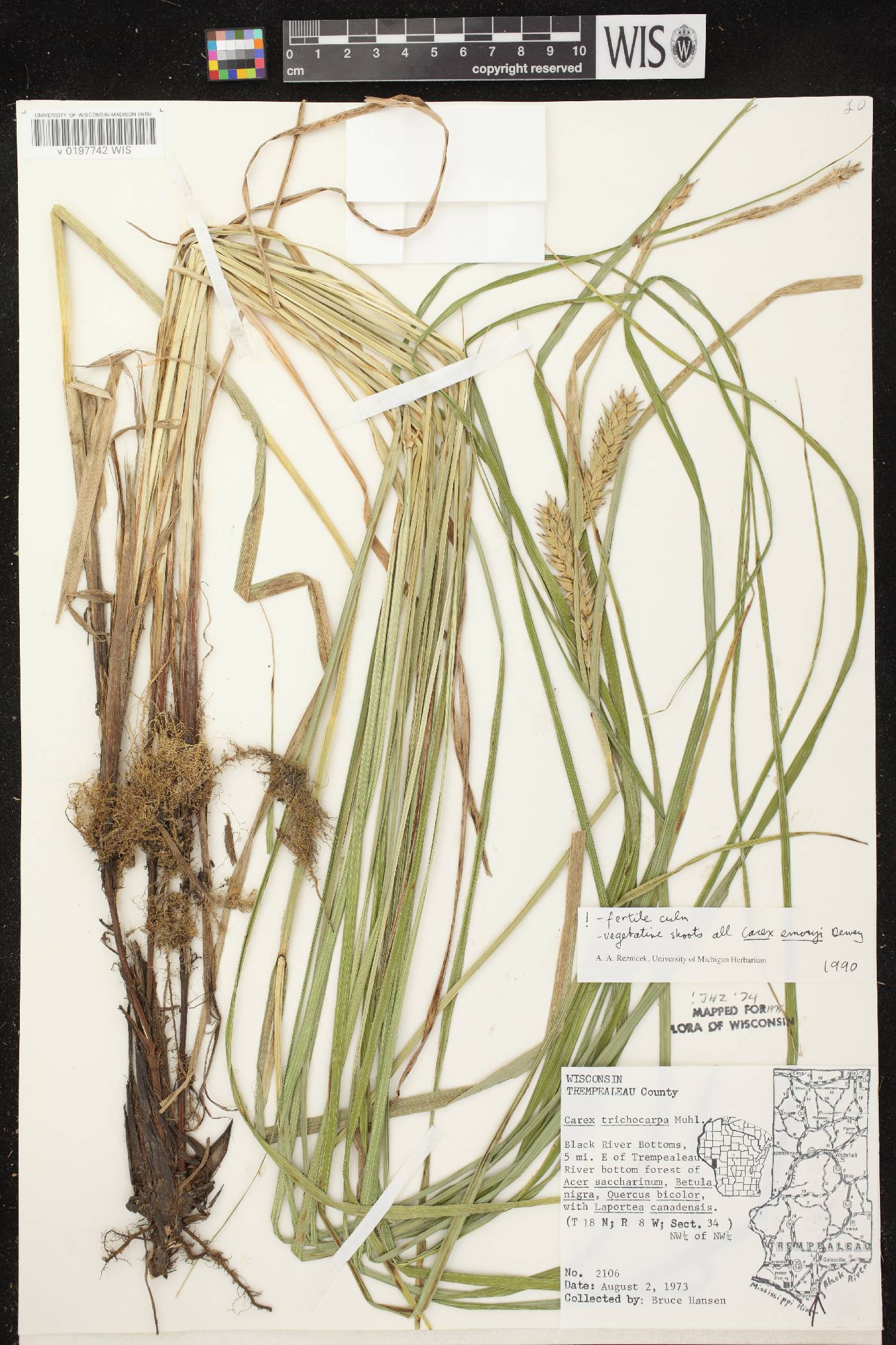 Carex trichocarpa image