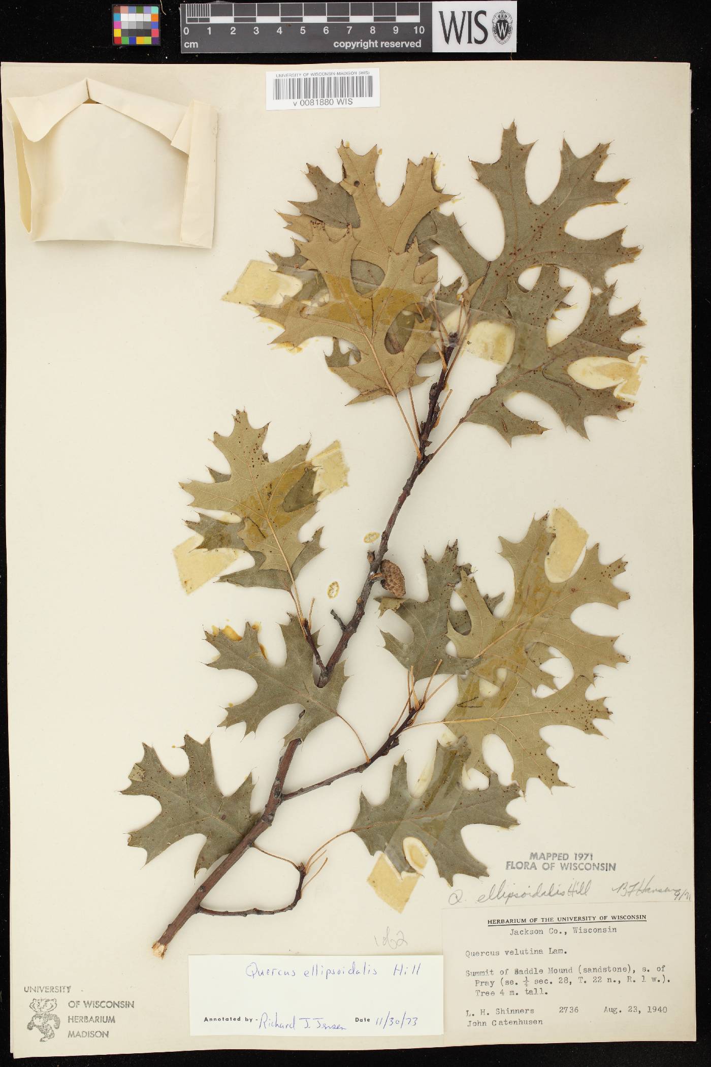 Quercus ellipsoidalis image