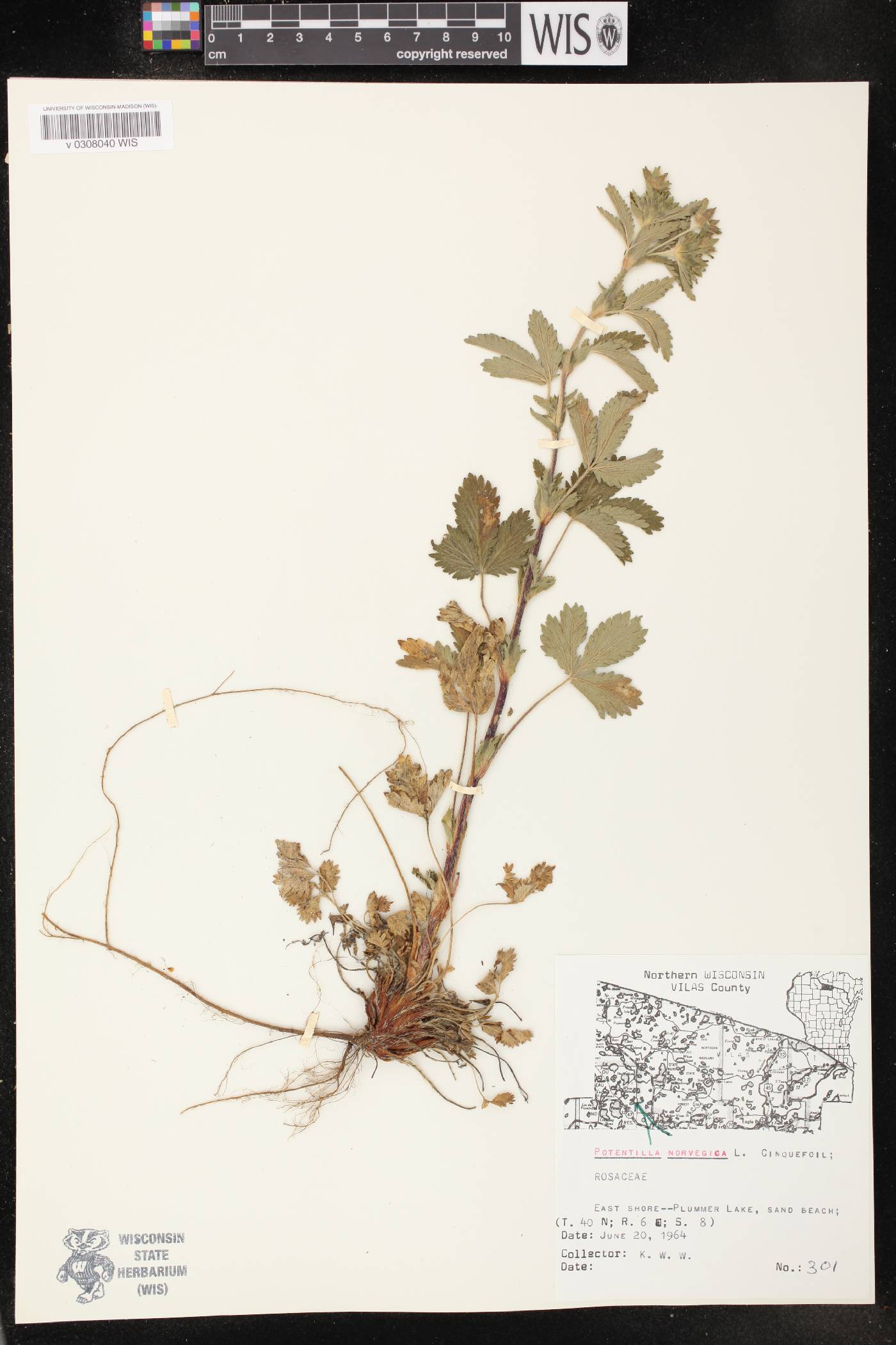Potentilla norvegica image