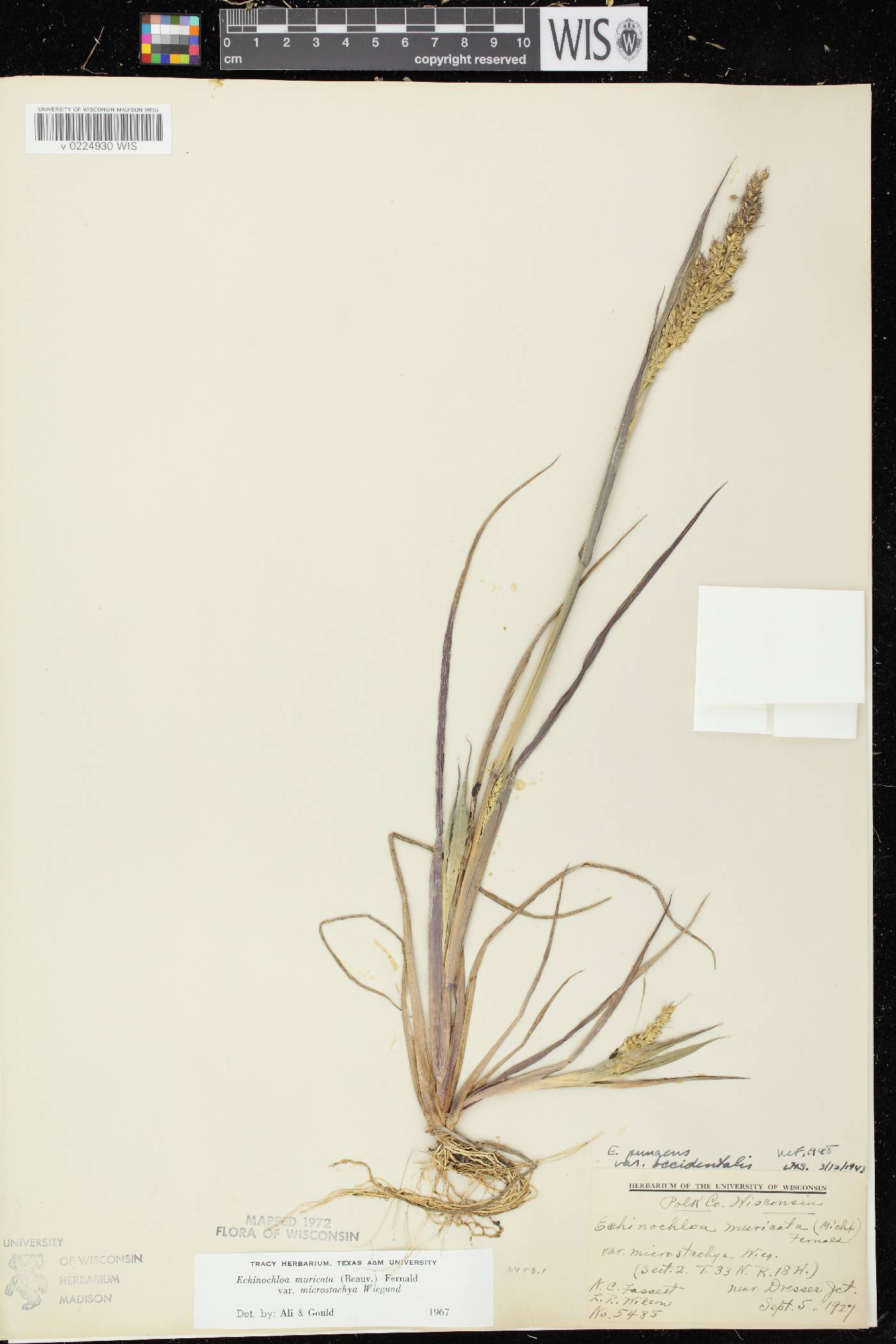 Echinochloa muricata var. microstachya image