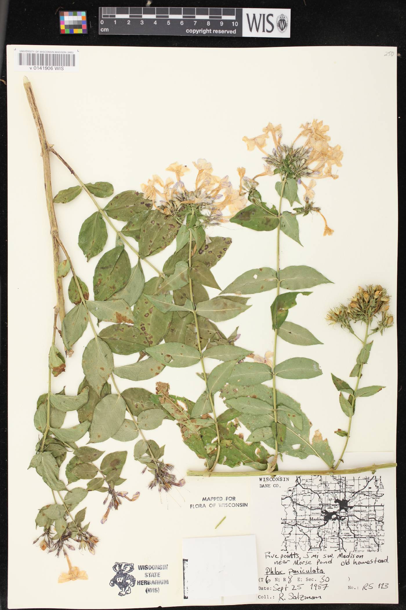 Phlox paniculata image