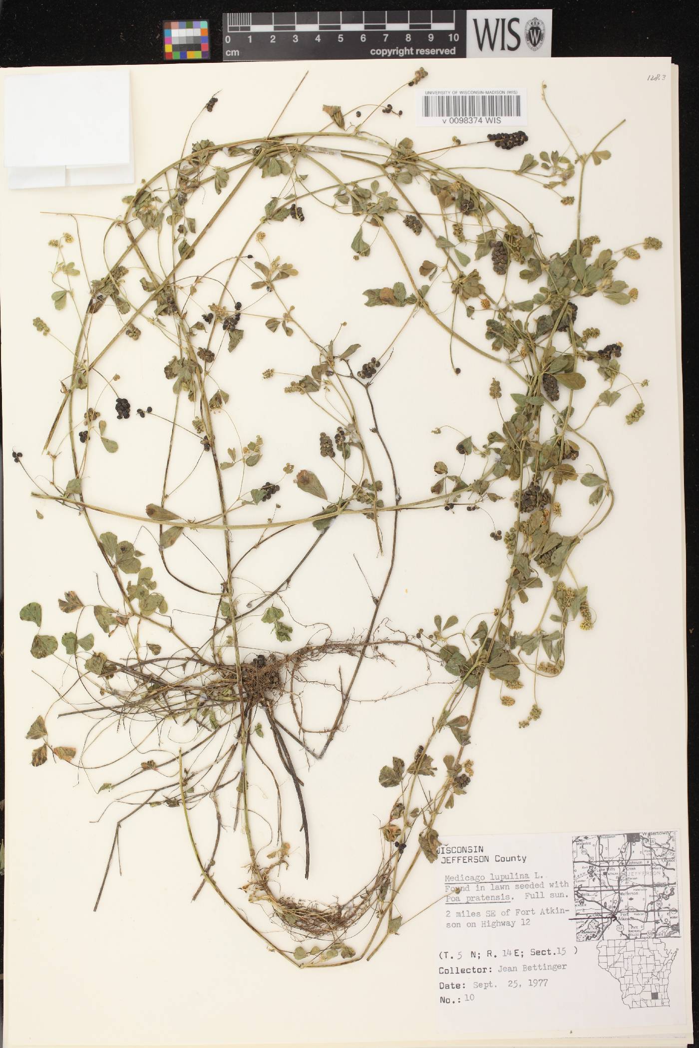 Medicago lupulina image