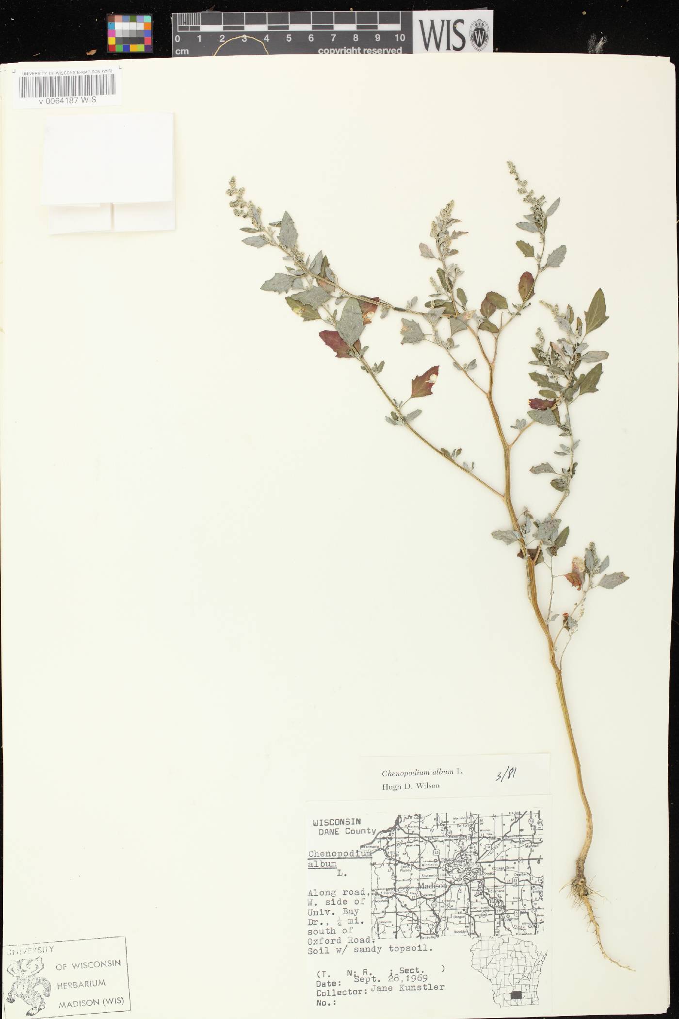 Chenopodium album image