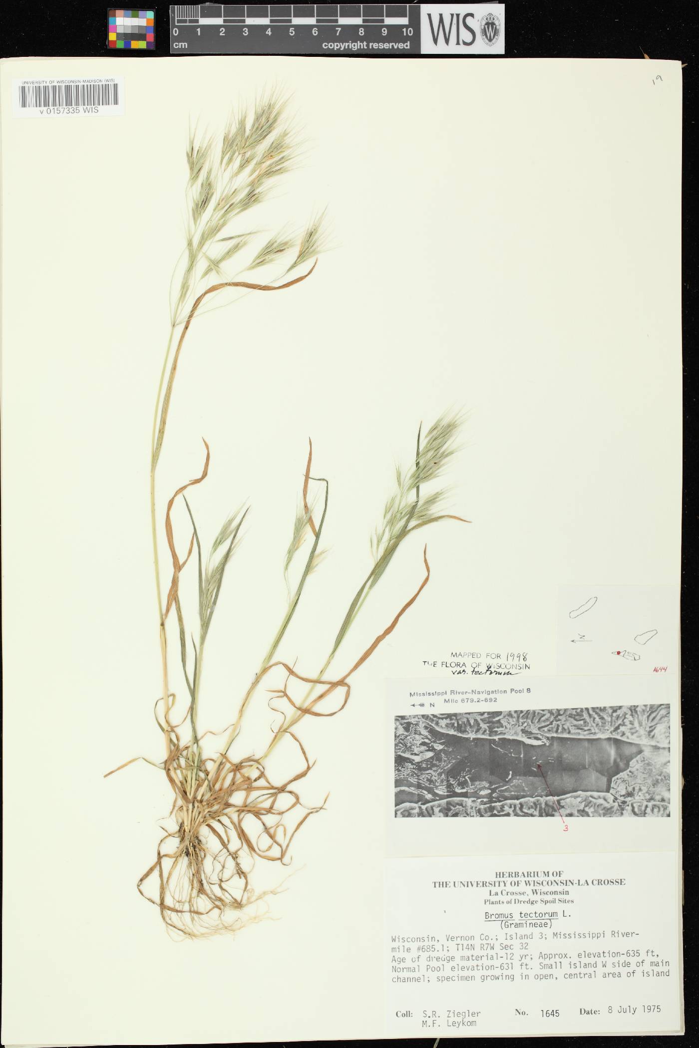 Bromus tectorum image