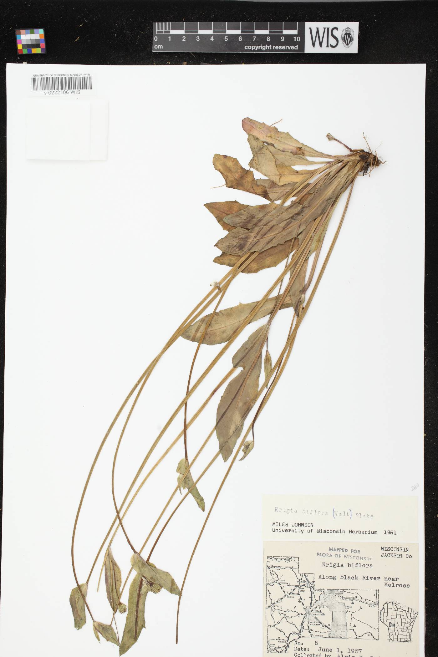 Krigia biflora image