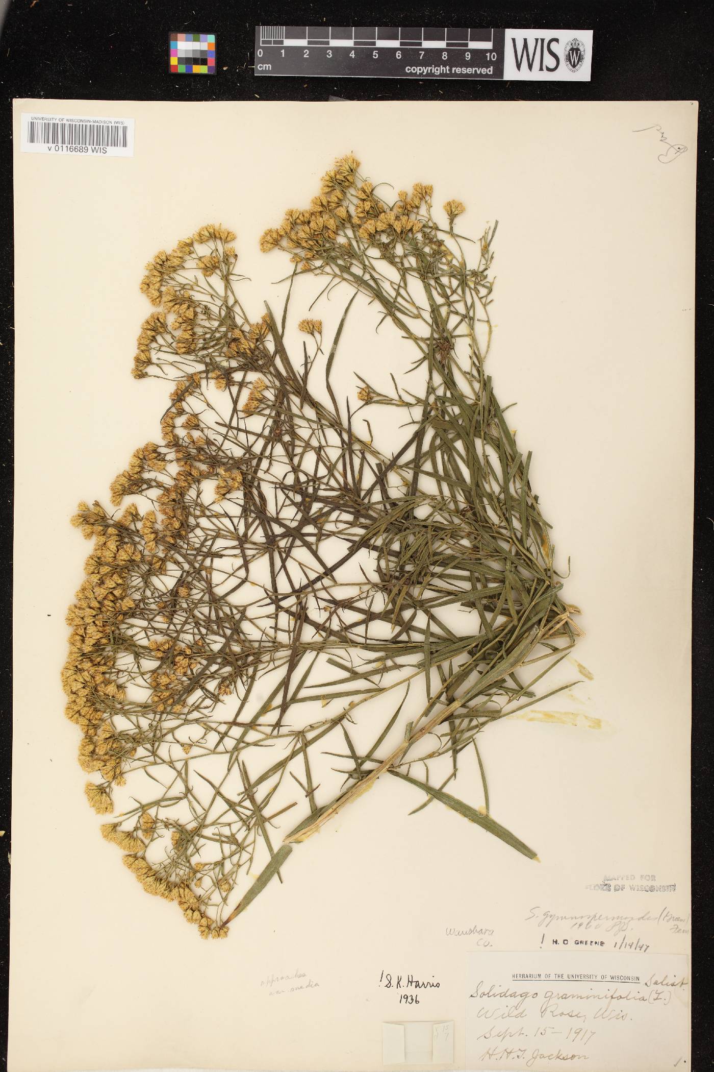 Euthamia gymnospermoides image