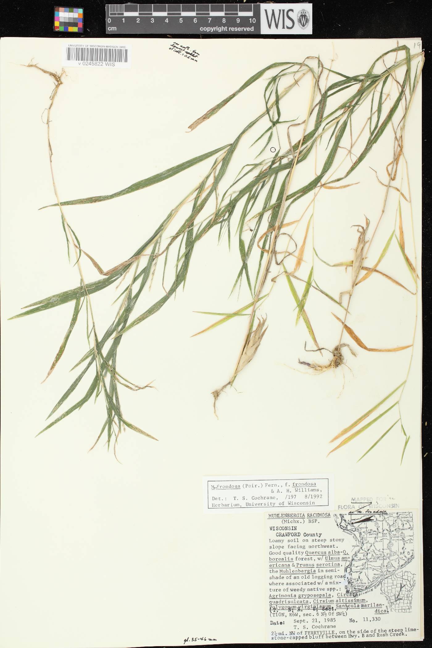 Muhlenbergia frondosa image