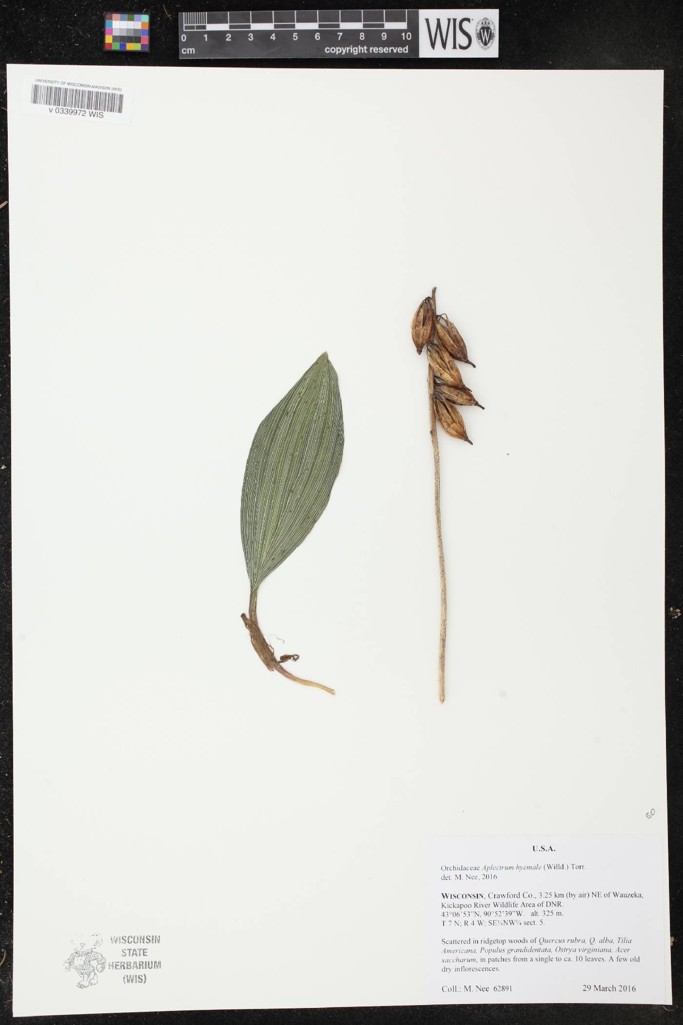 Aplectrum hyemale image