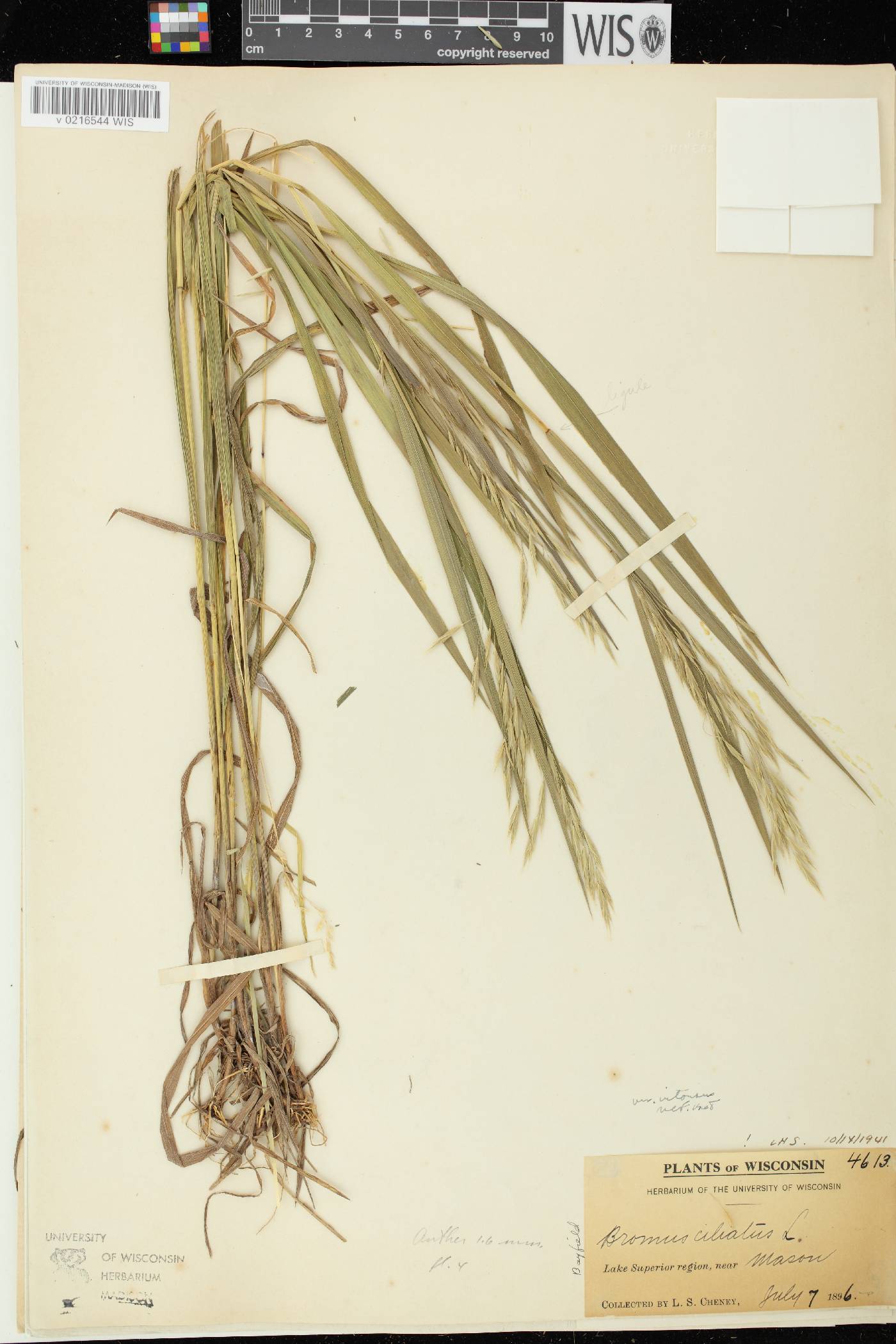 Bromus ciliatus image