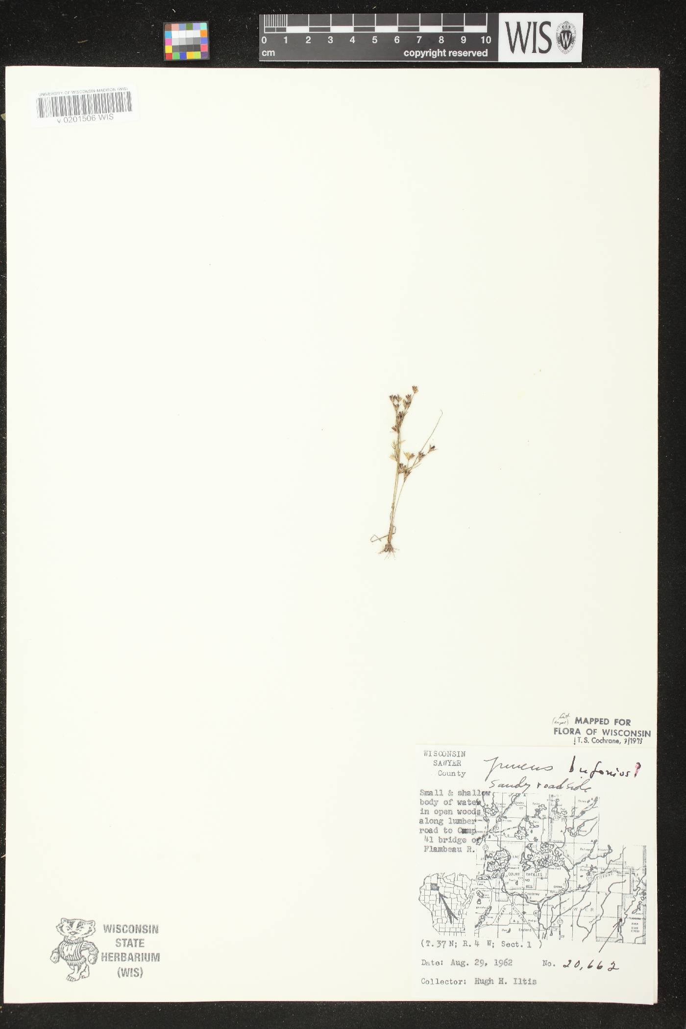 Juncus bufonius image