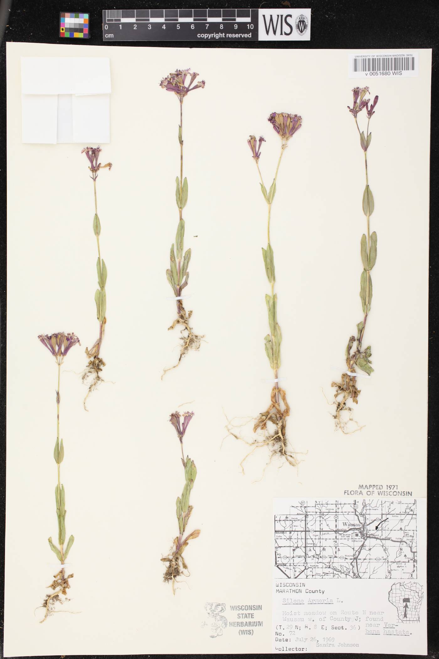 Atocion armeria image