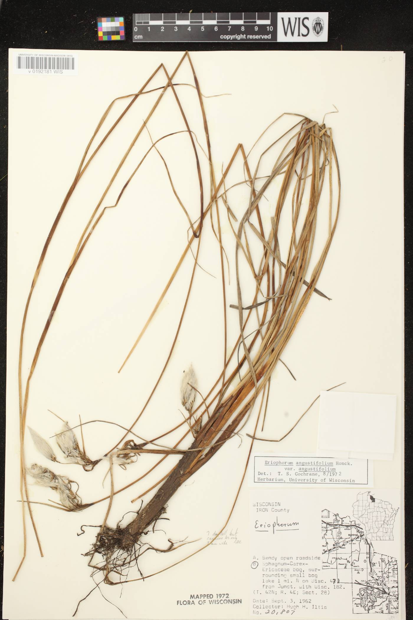 Eriophorum angustifolium subsp. angustifolium image