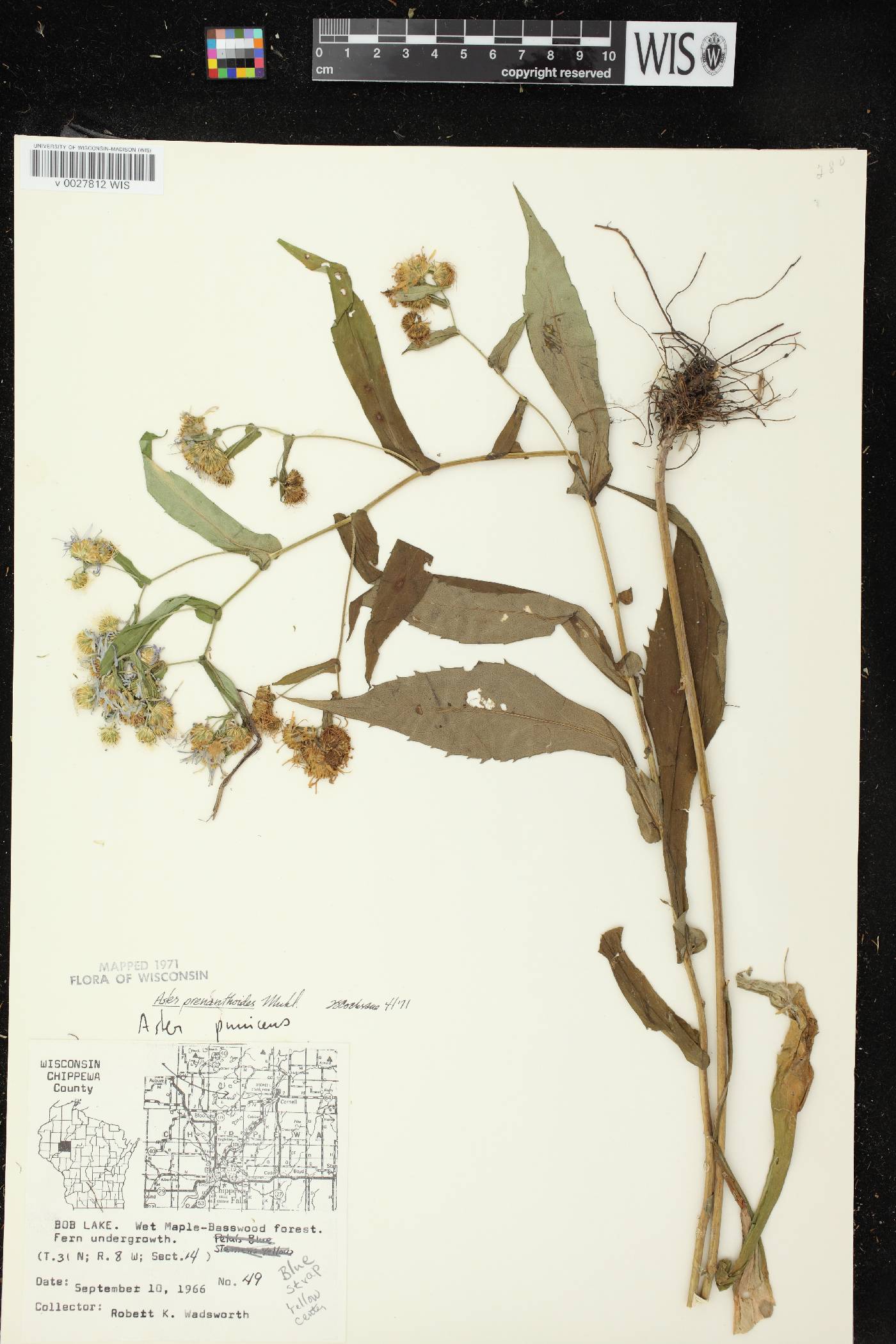 Symphyotrichum prenanthoides image