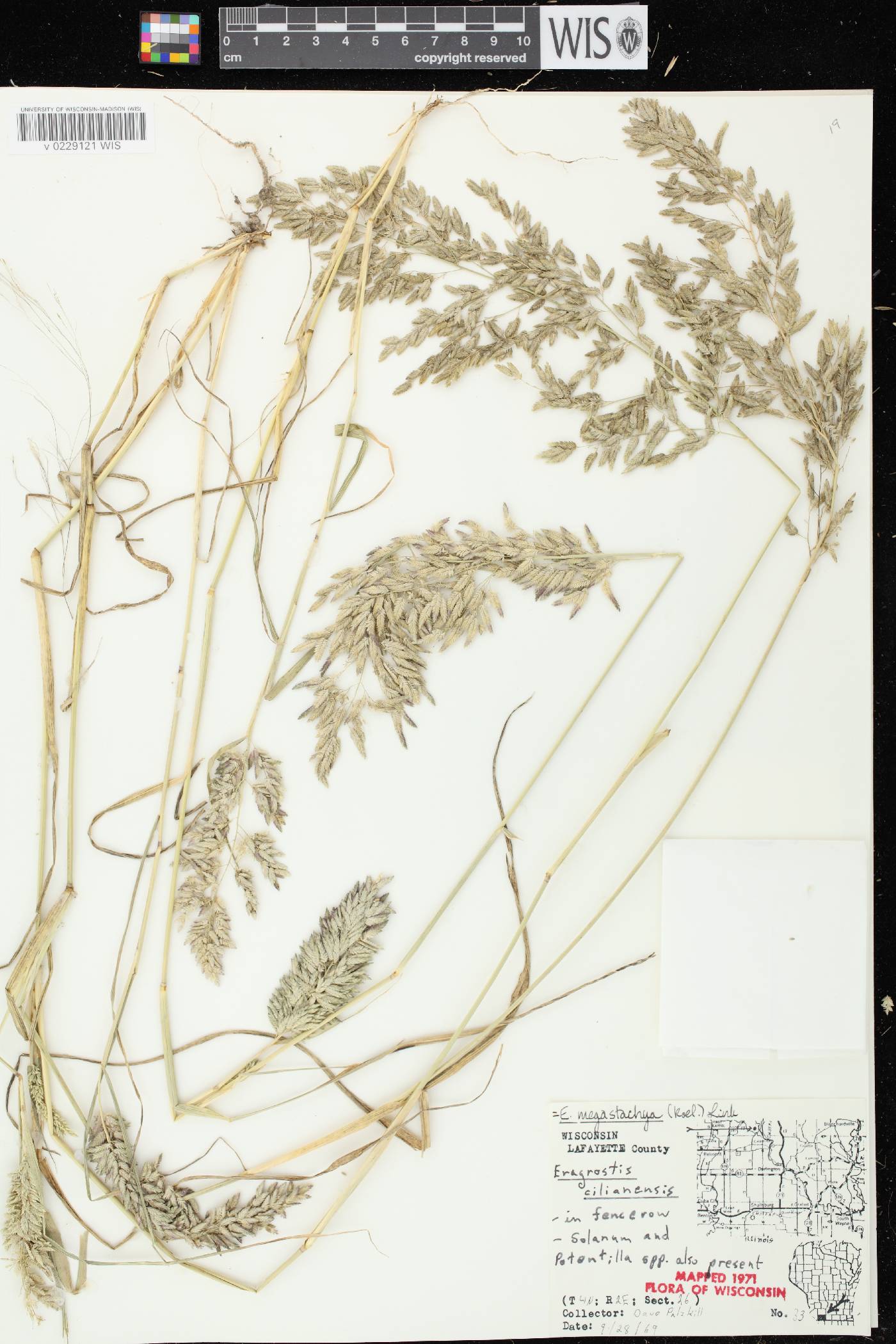 Eragrostis cilianensis image