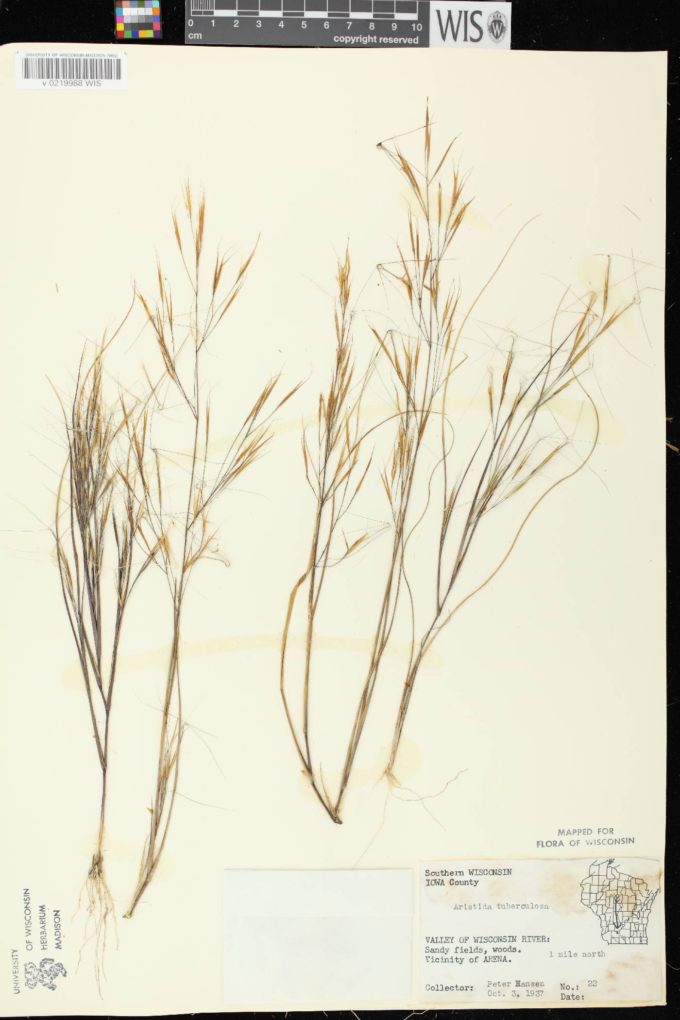 Aristida tuberculosa image