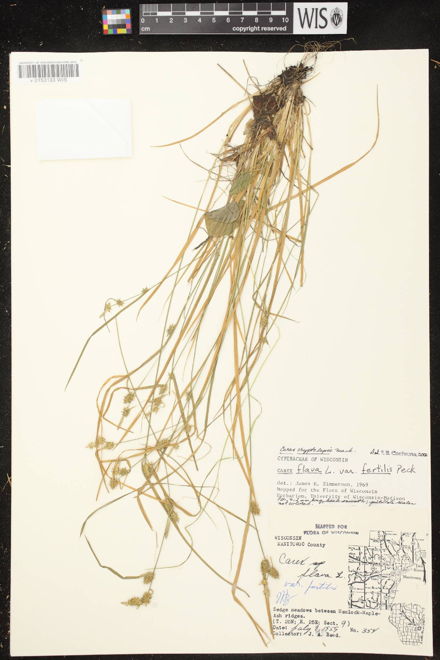 Carex cryptolepis image