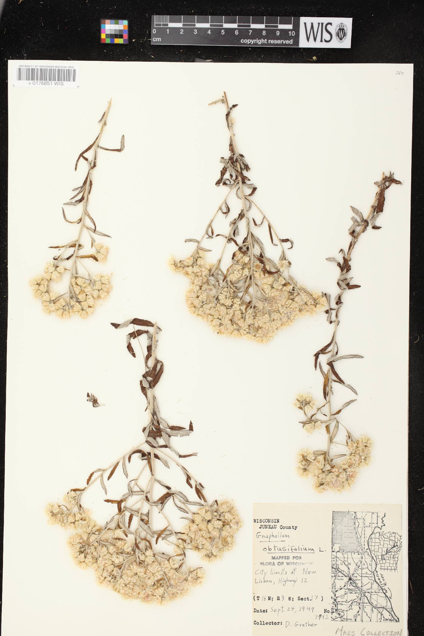 Pseudognaphalium obtusifolium image