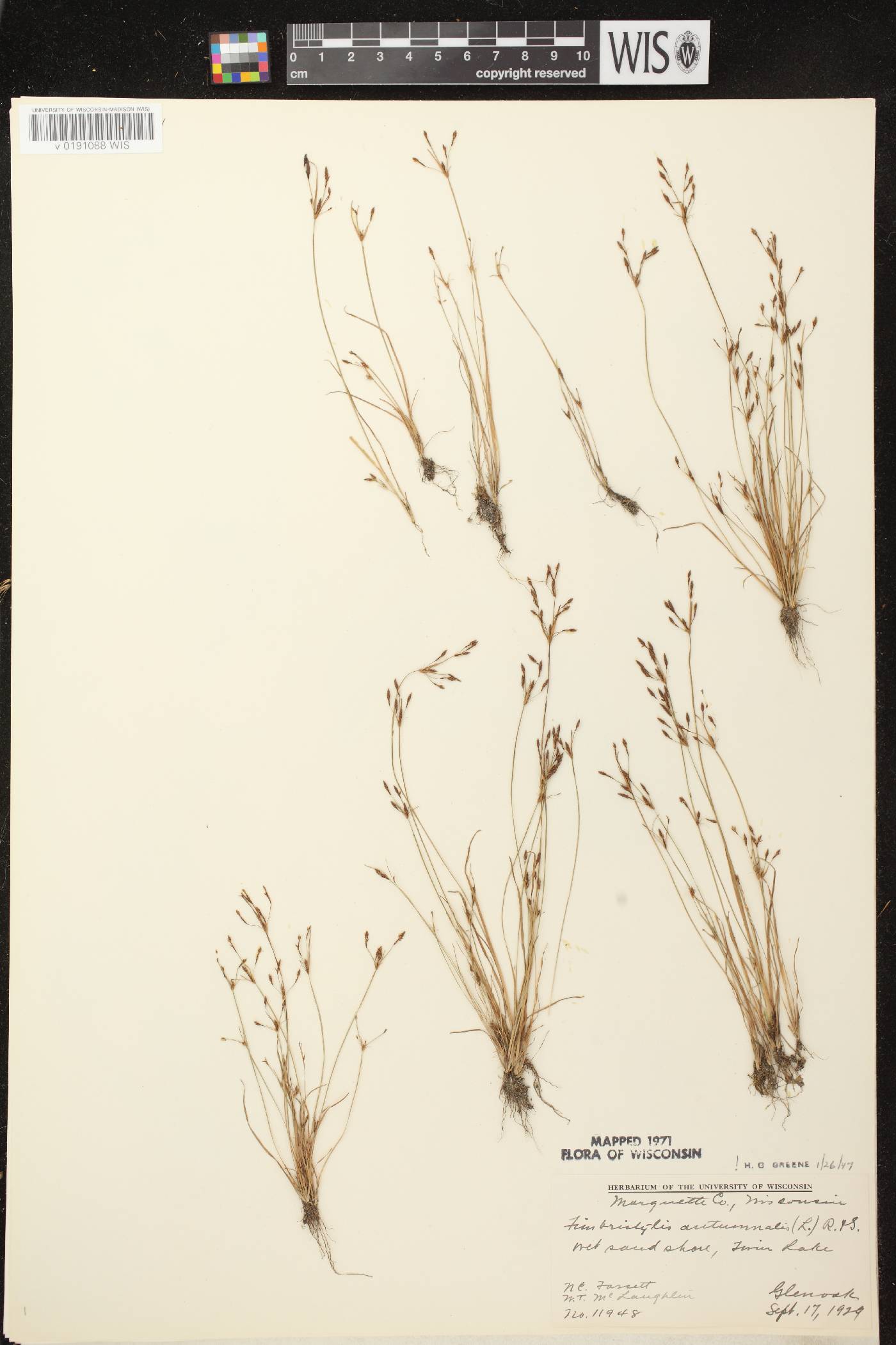 Fimbristylis autumnalis image