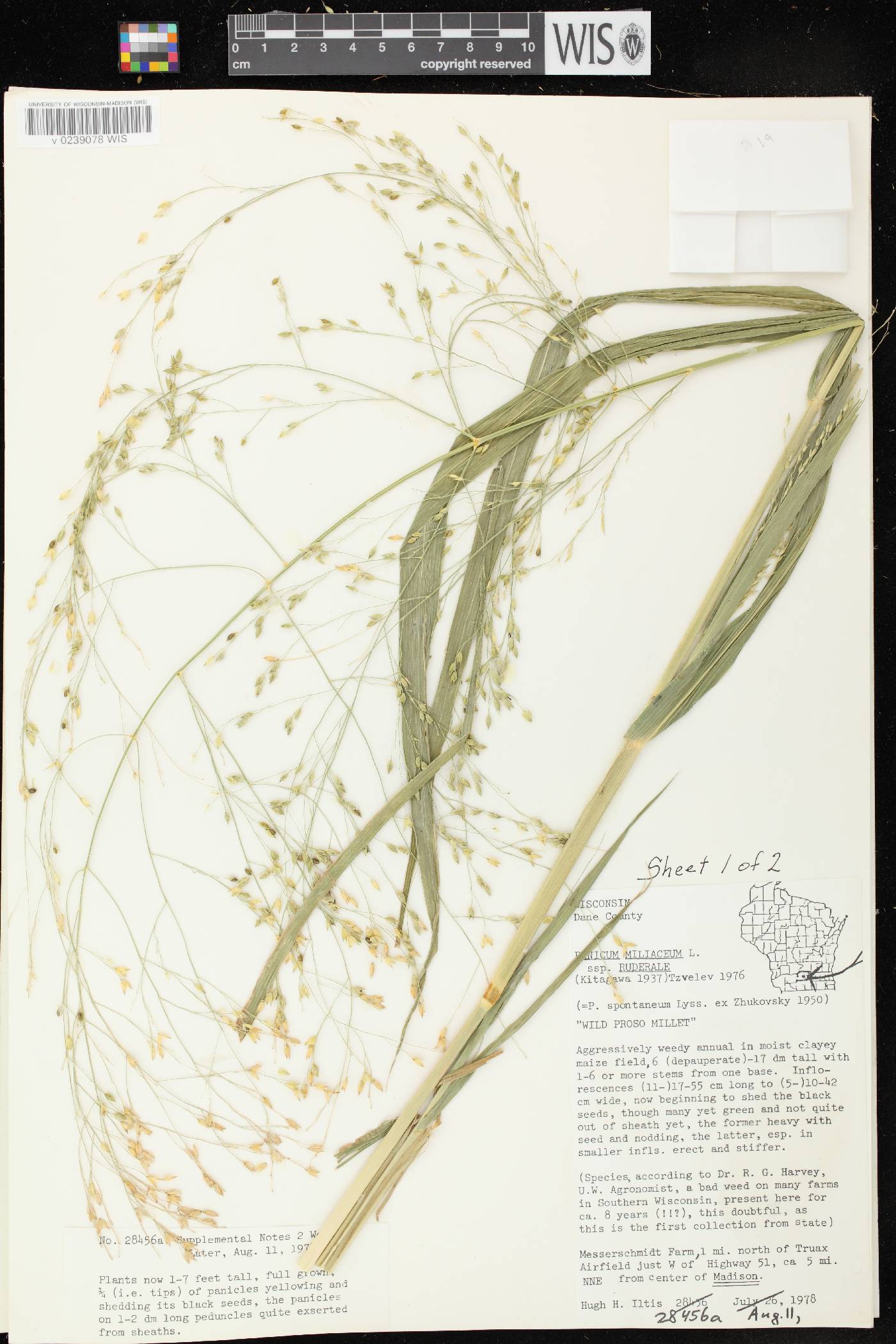Panicum miliaceum subsp. ruderale image