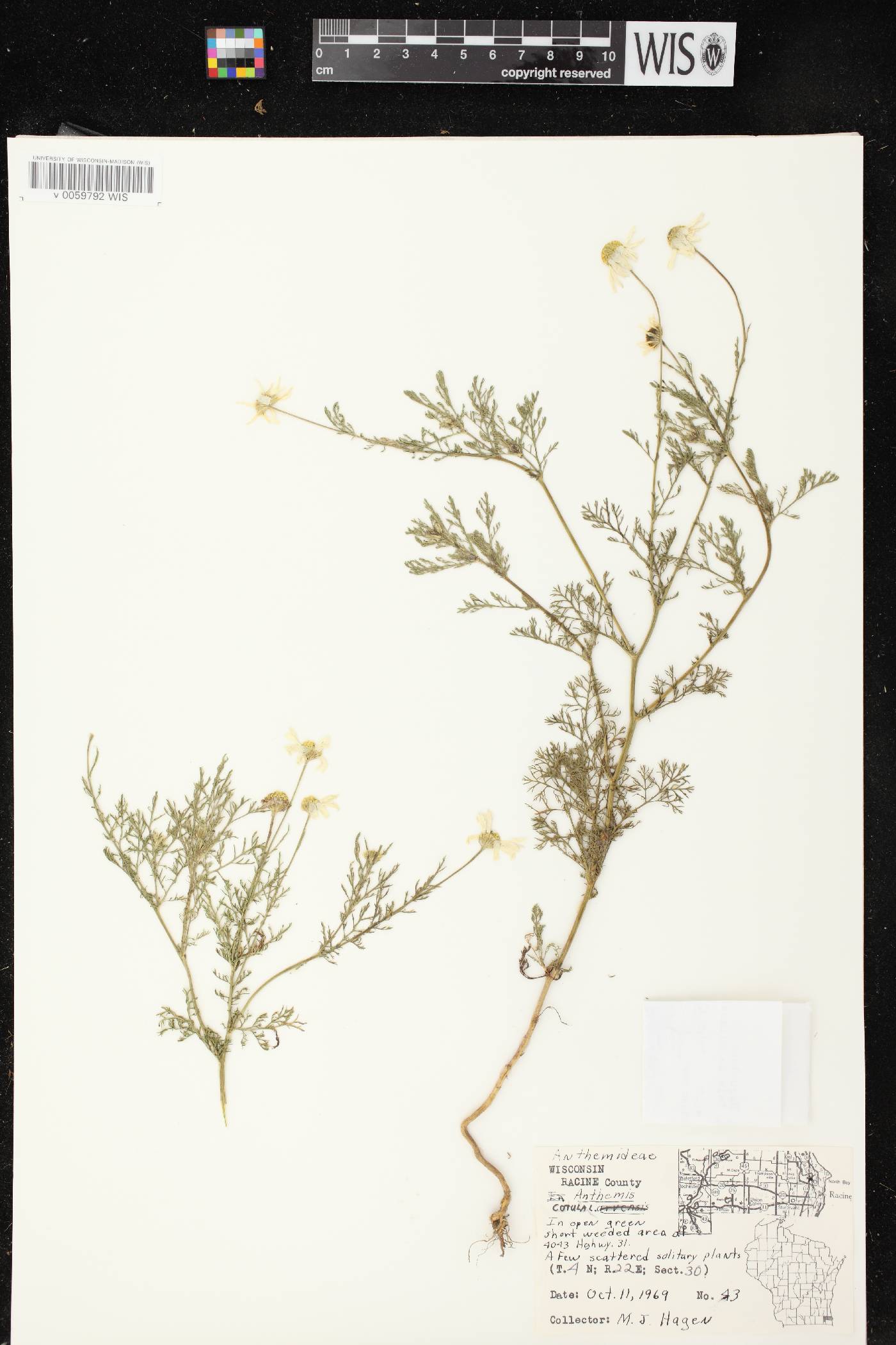 Anthemis cotula image