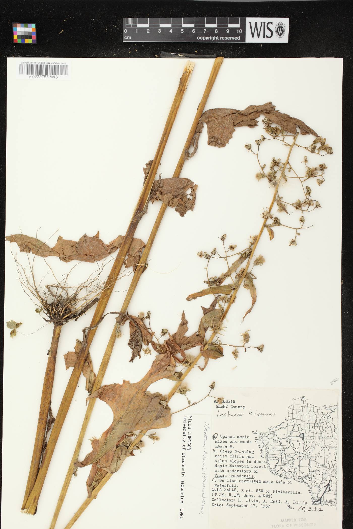 Lactuca biennis image