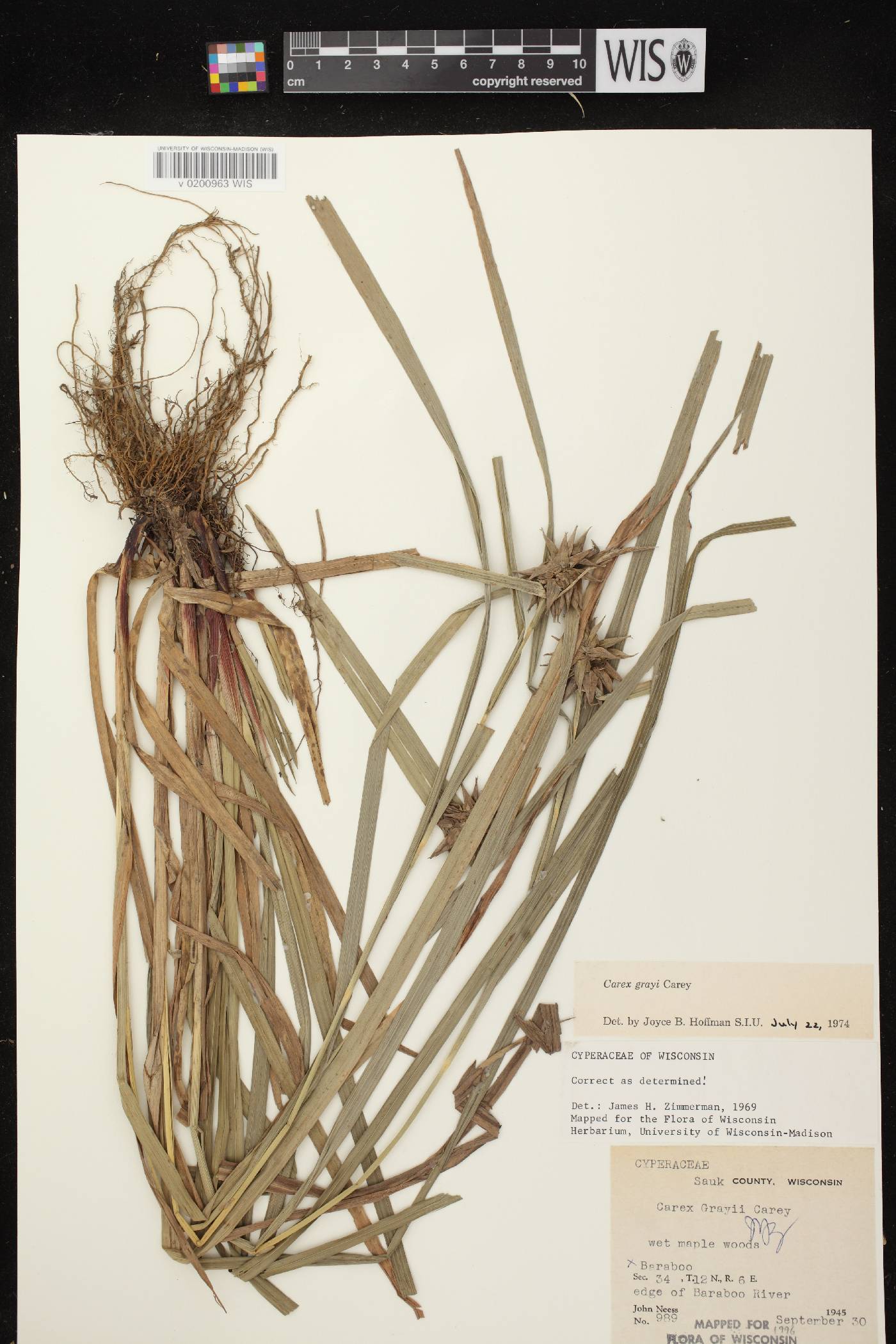 Carex grayi image