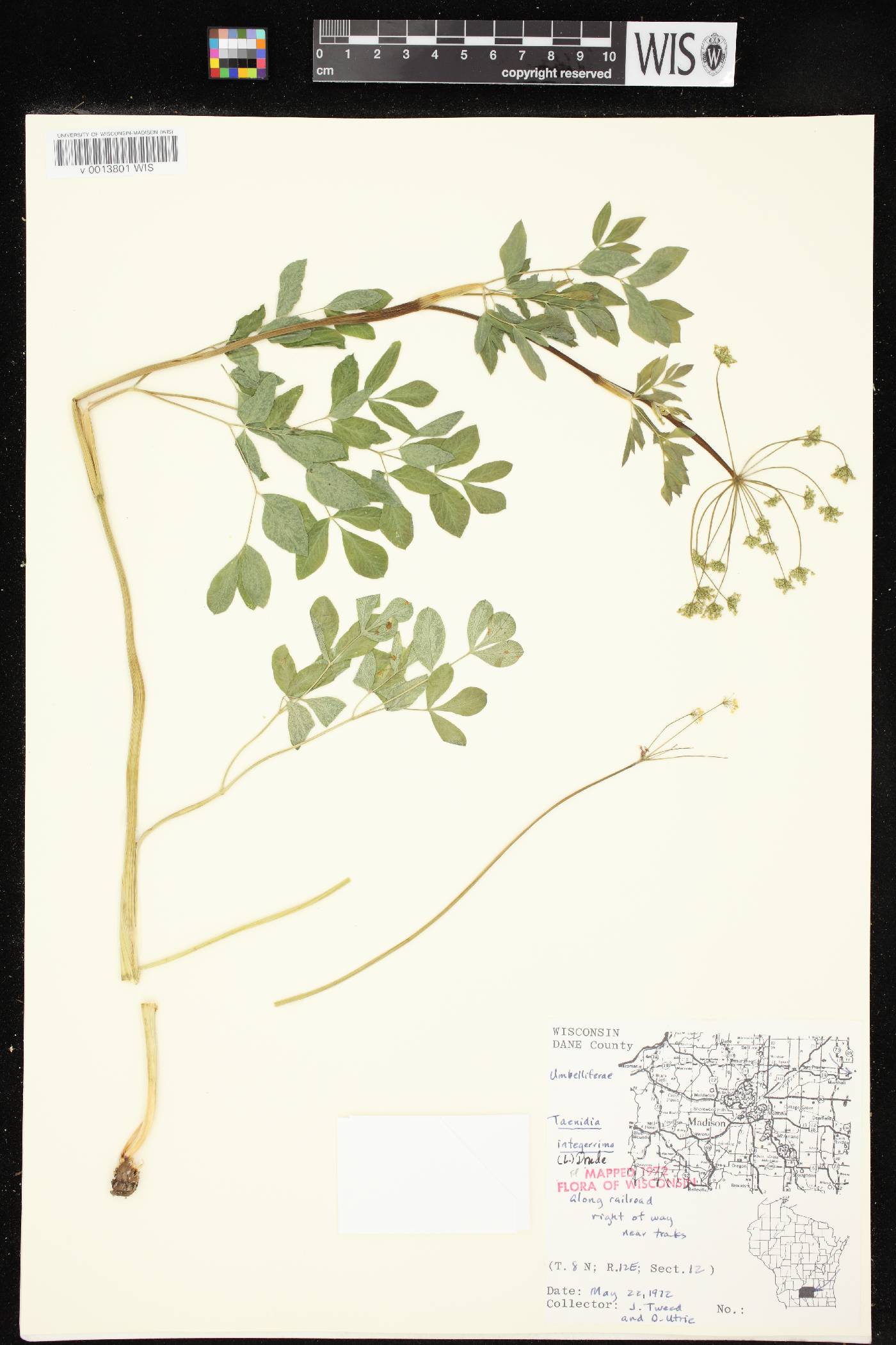 Taenidia integerrima image