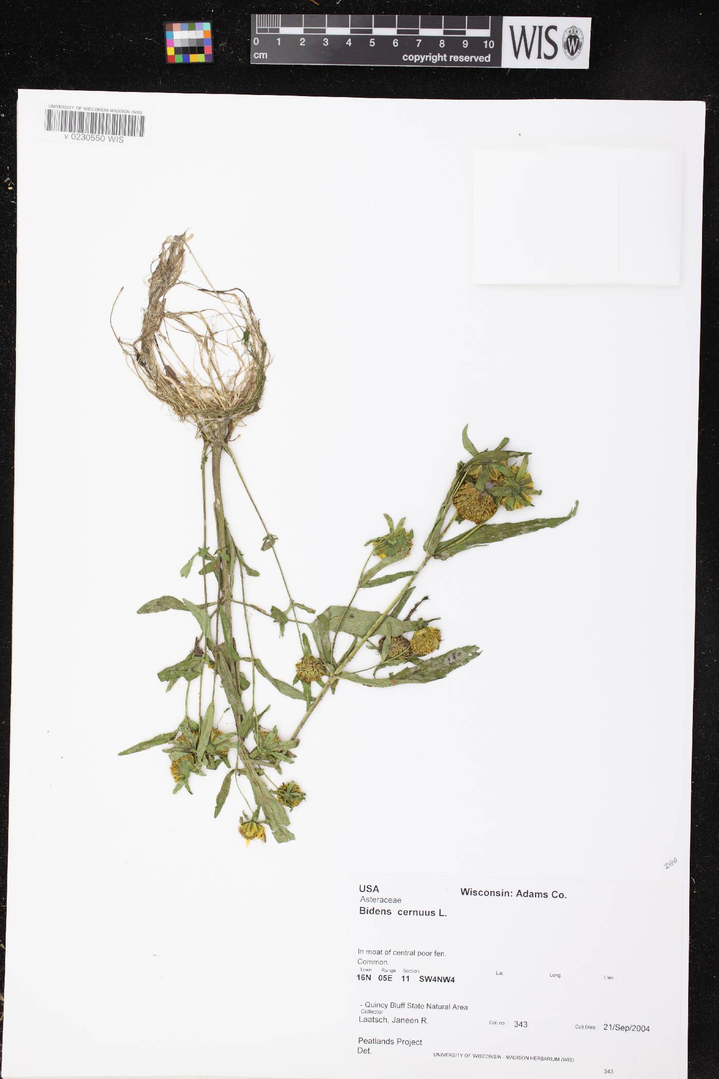 Bidens cernua image
