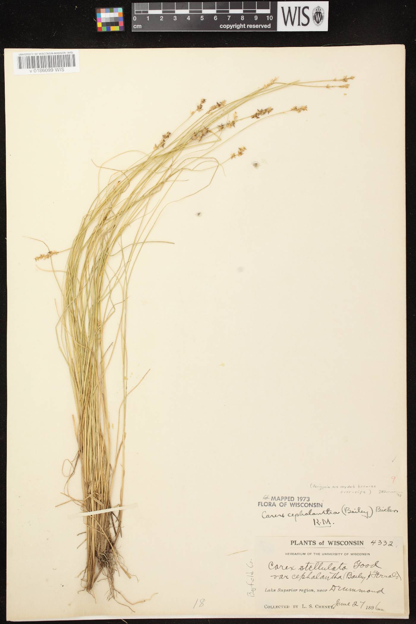 Carex echinata image