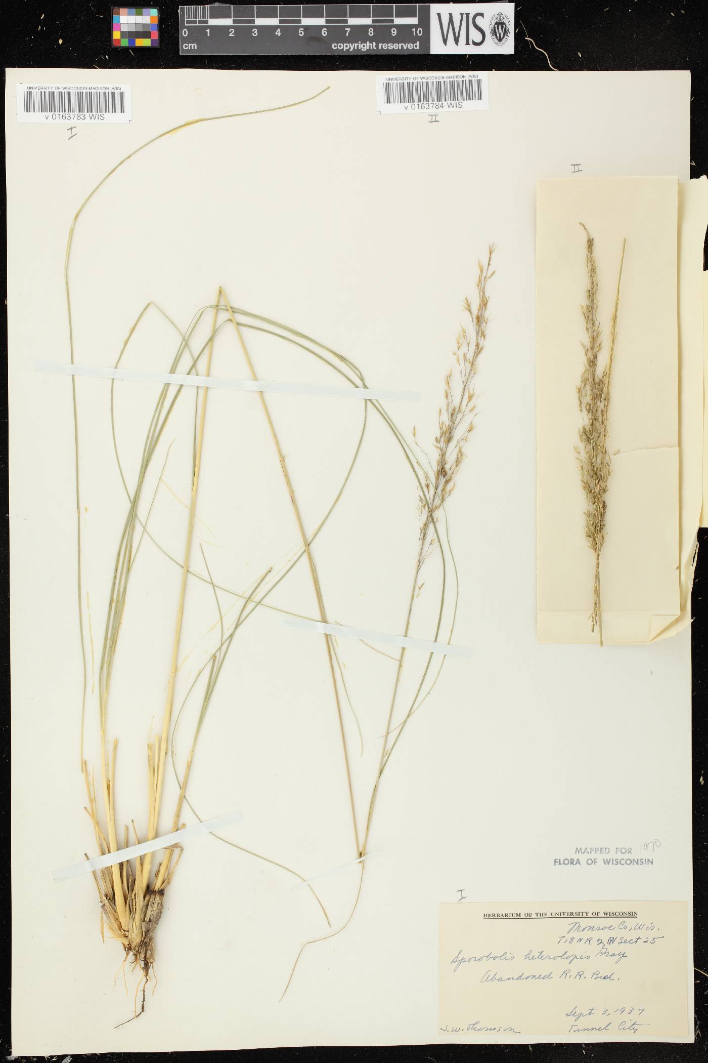 Sporobolus heterolepis image