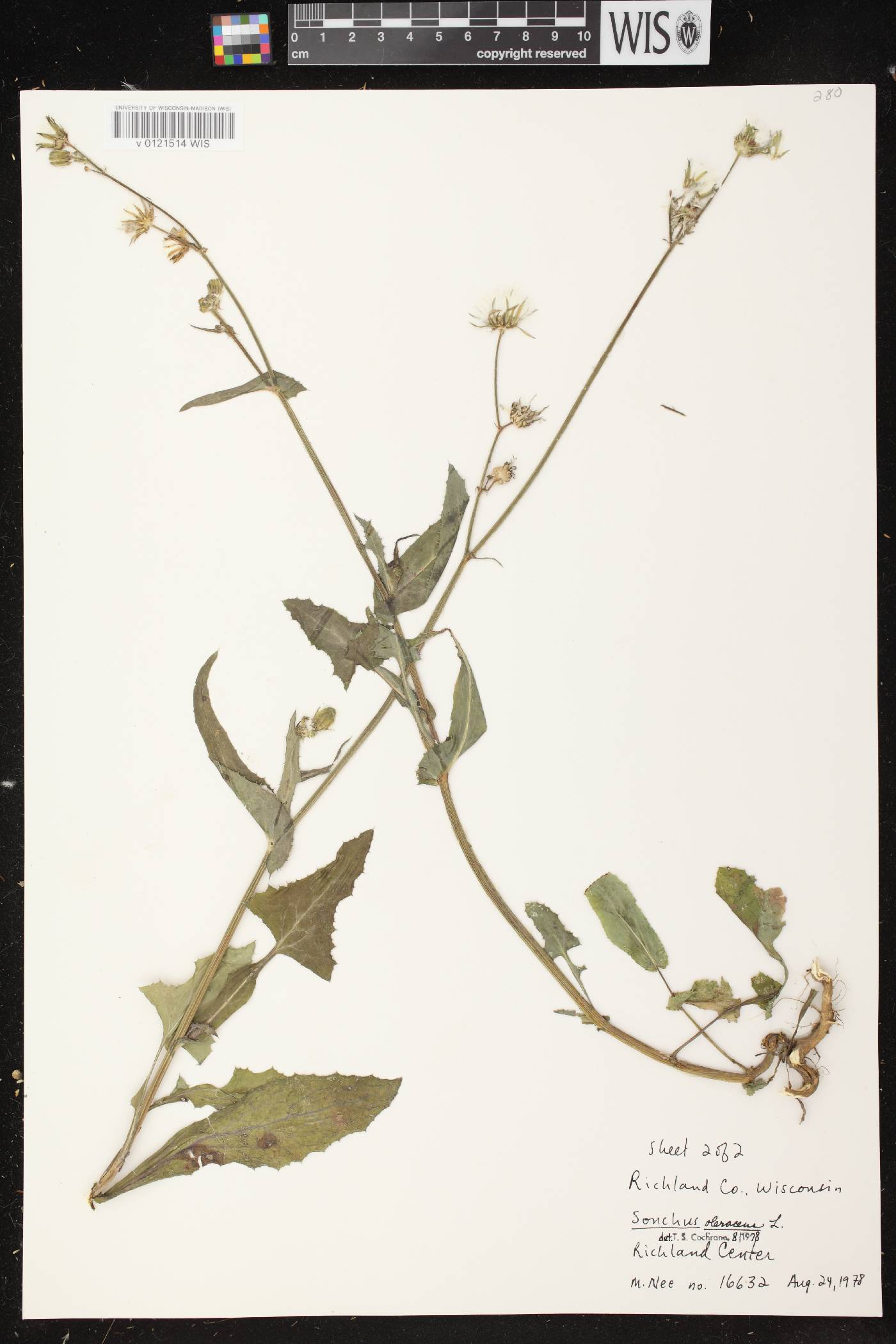 Sonchus oleraceus image