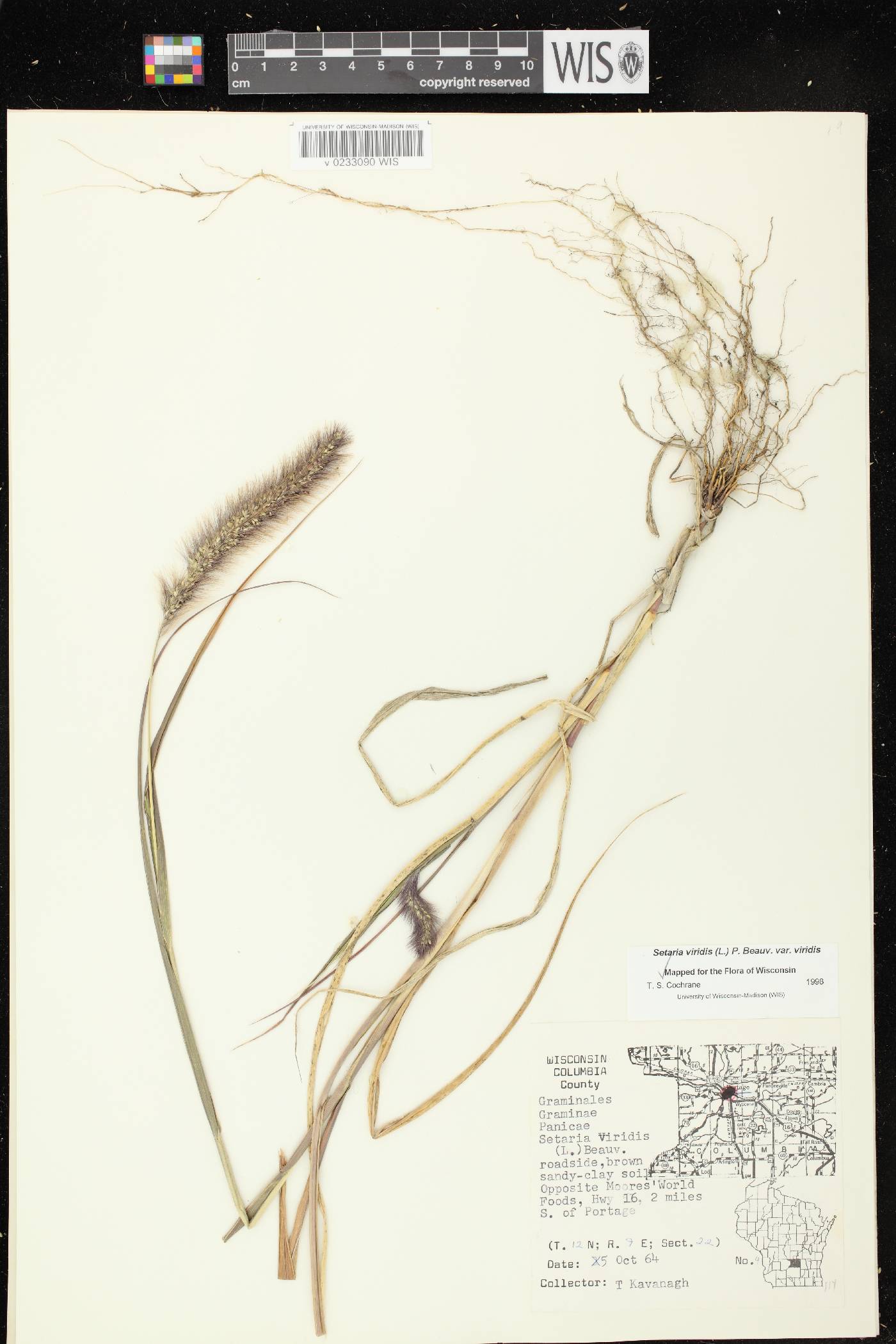 Setaria viridis var. viridis image