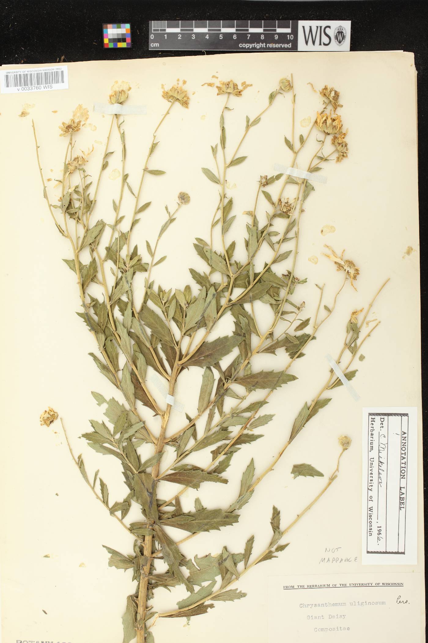 Leucanthemella serotina image
