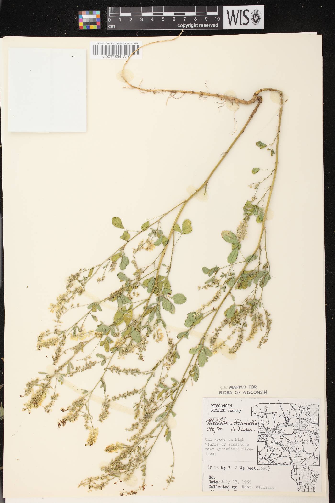 Melilotus officinalis image