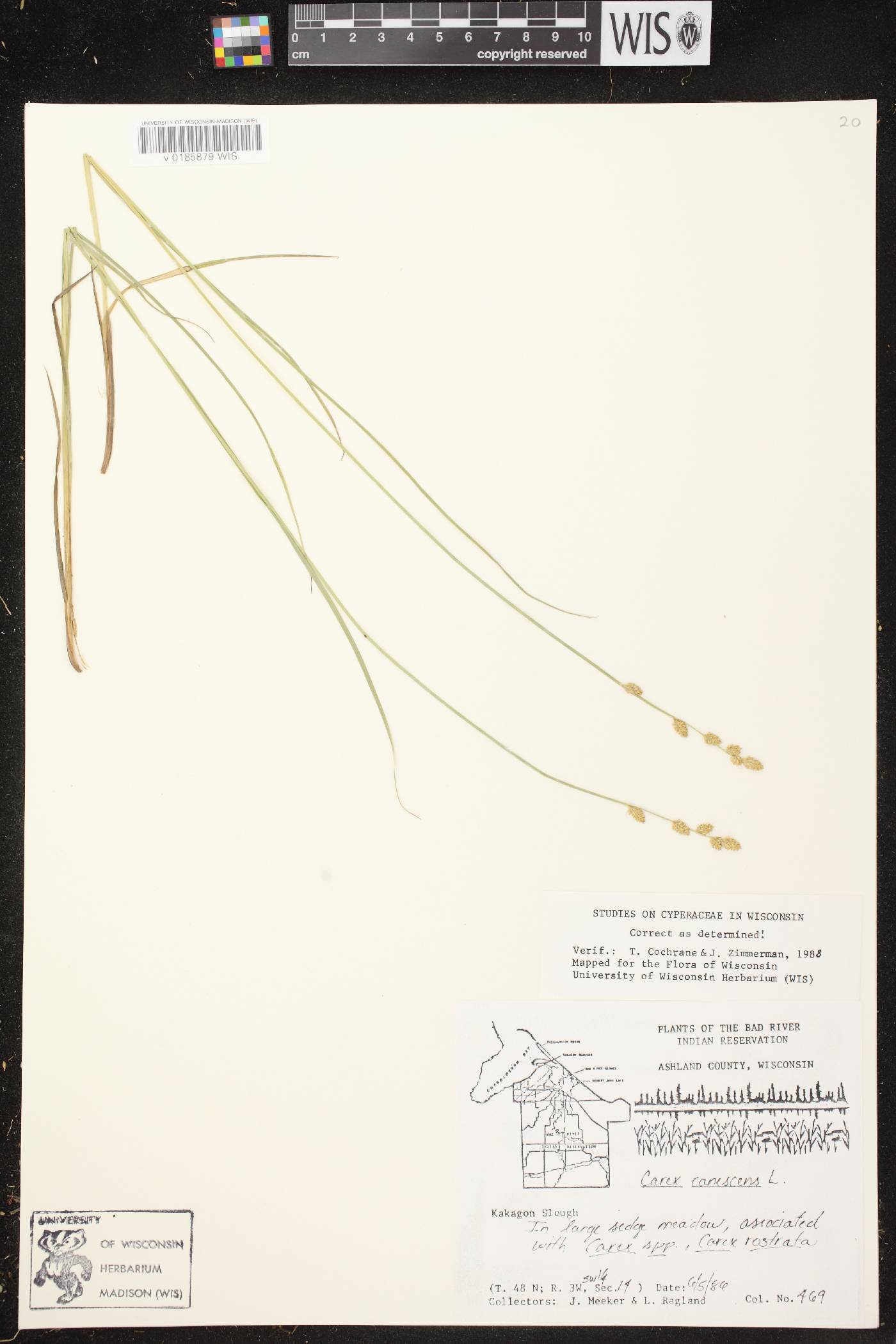 Carex canescens image