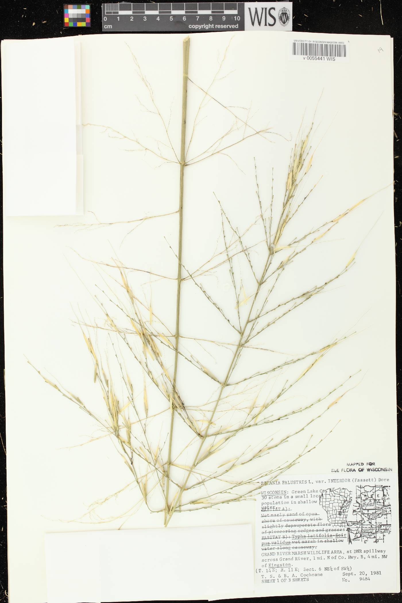 Zizania palustris var. interior image