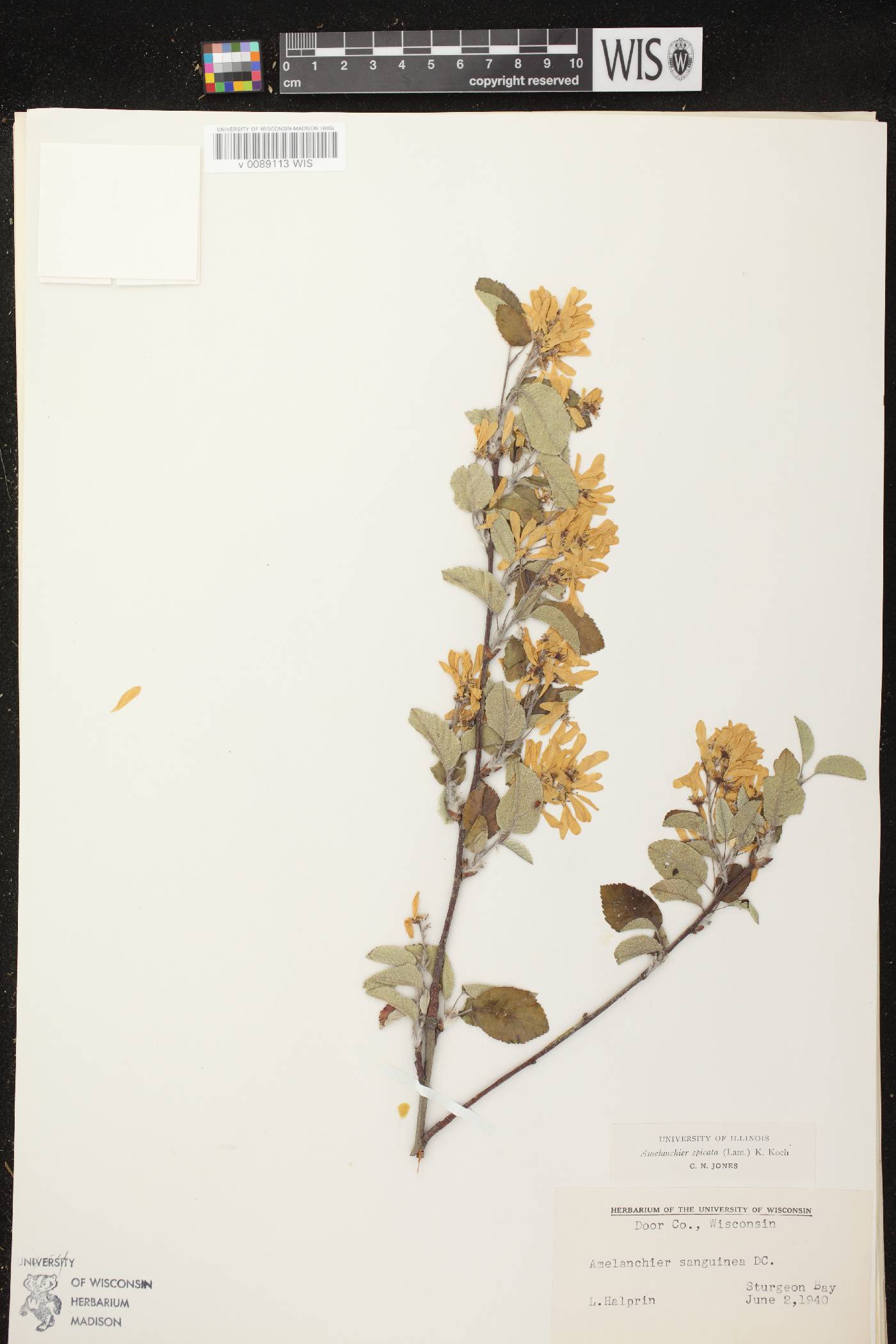 Amelanchier spicata image