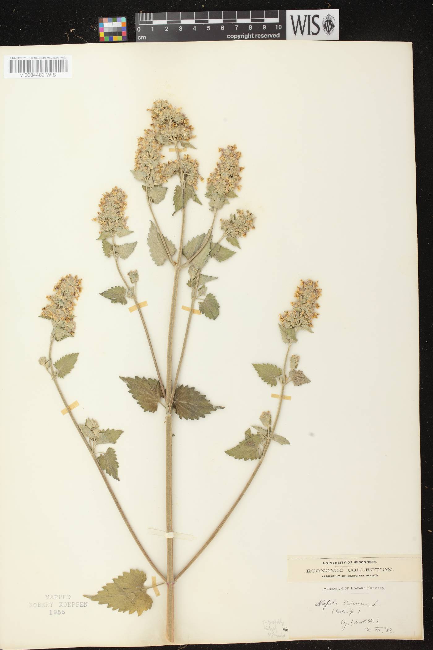 Nepeta cataria image