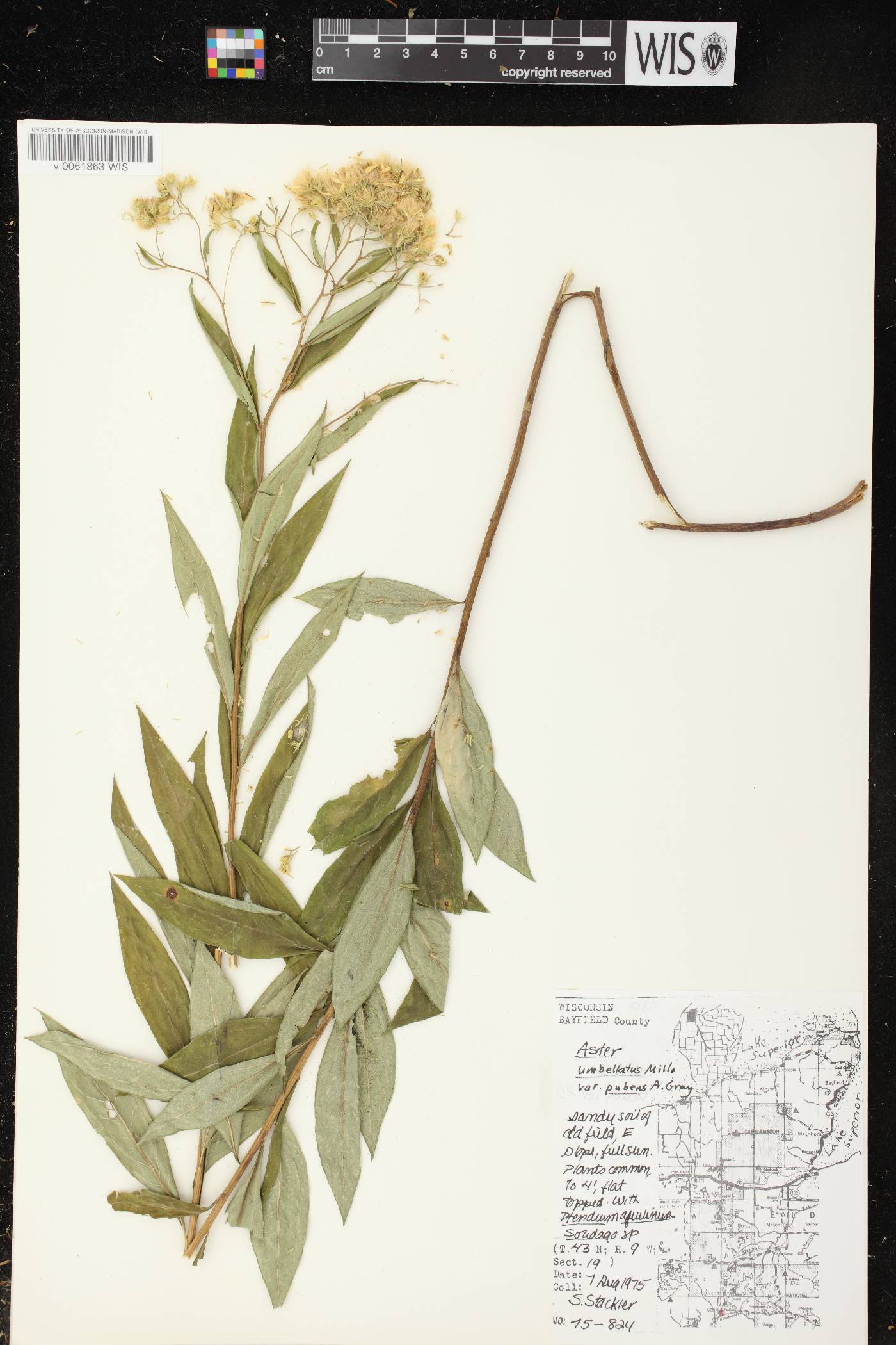Doellingeria umbellata var. pubens image